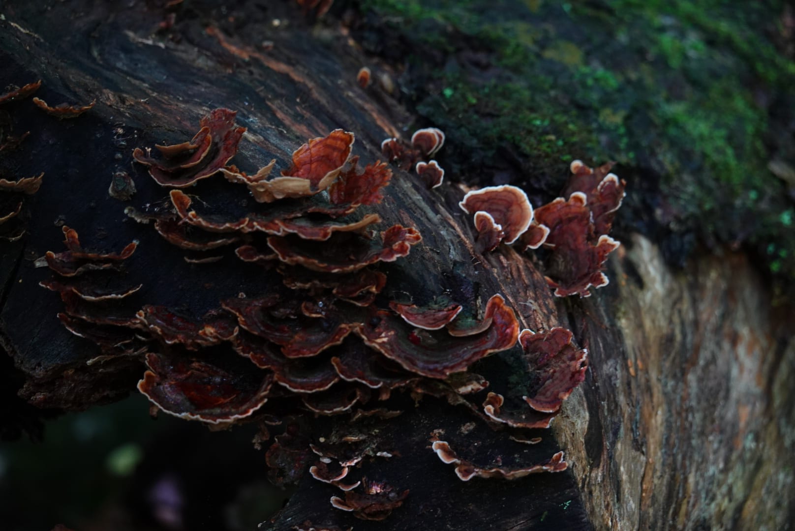 Natural-colour woodland and fungi photograph from the Woods series — description pending curation