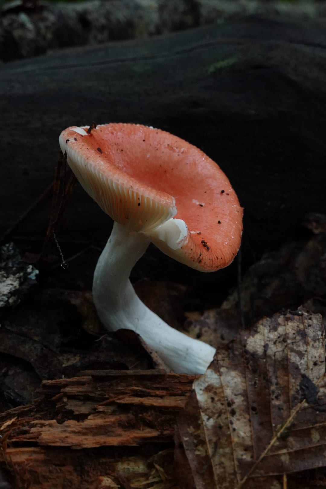 Natural-colour woodland and fungi photograph from the Woods series — description pending curation