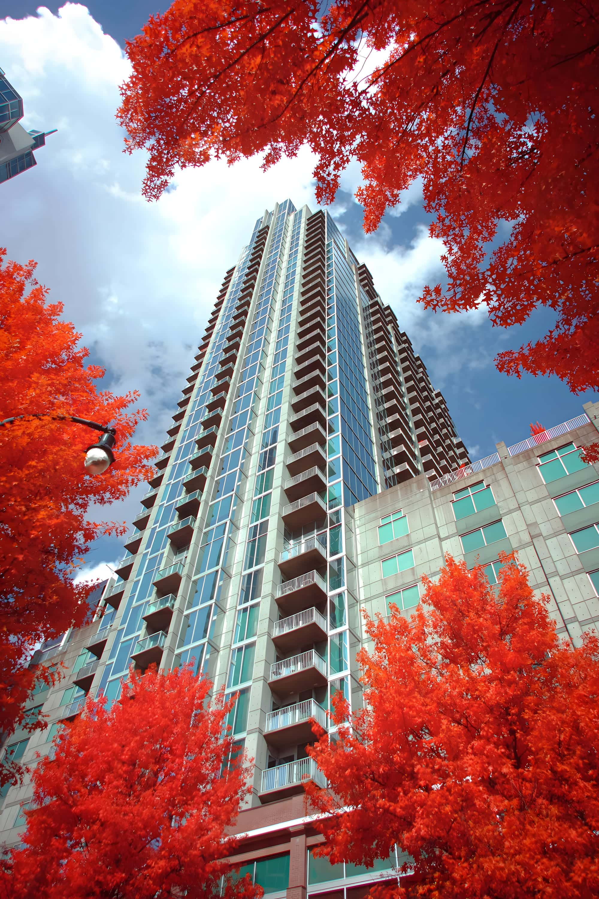 A glass tower with stacked balconies seen from the pavement below, framed on every side by oak branches, photographed in near-infrared light.
