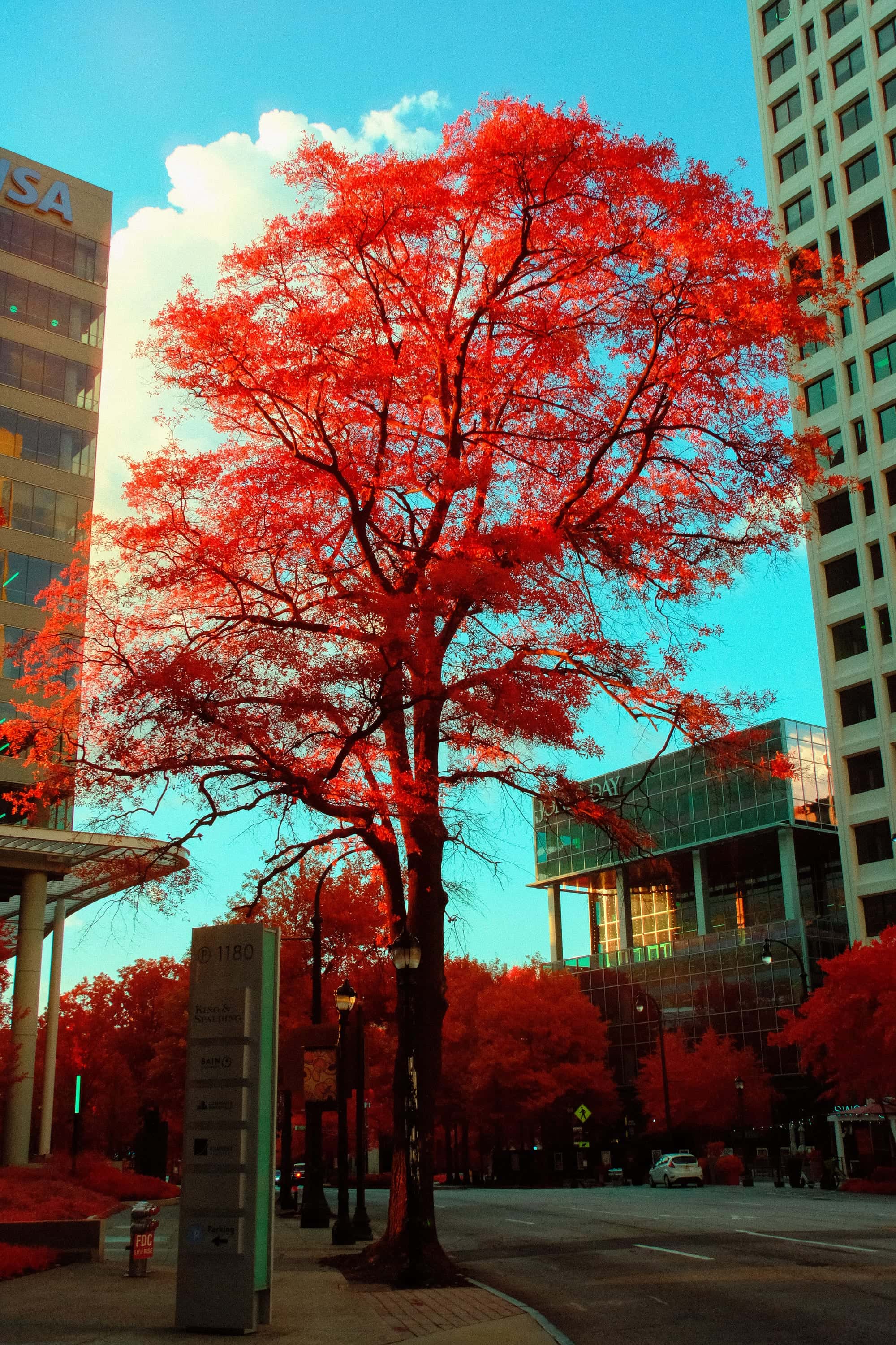 A large street tree on Peachtree Street in Midtown Atlanta, outside 1180 Peachtree, photographed in near-infrared light.