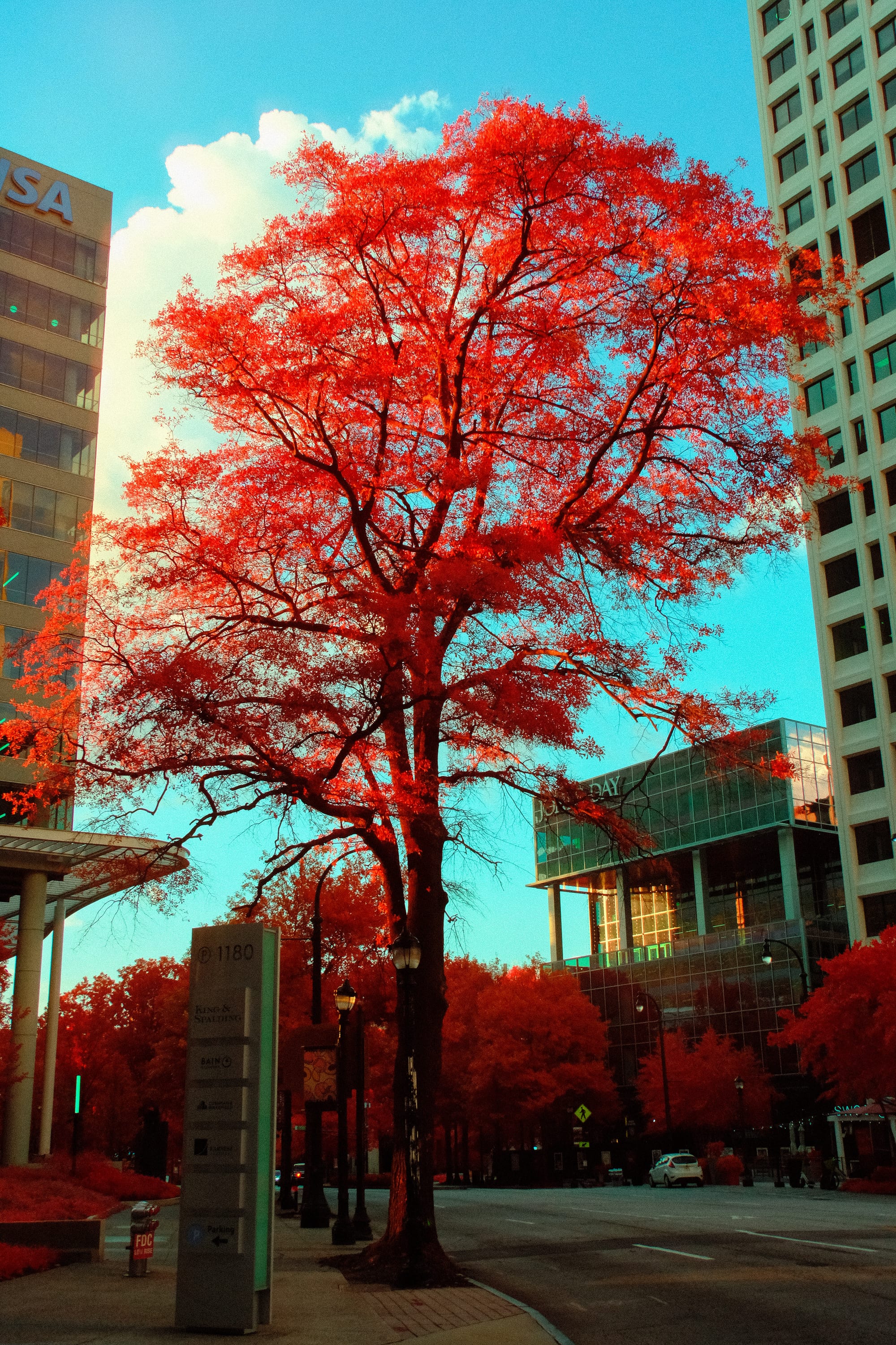 Near-infrared photograph from the Atlanta series — description pending curation