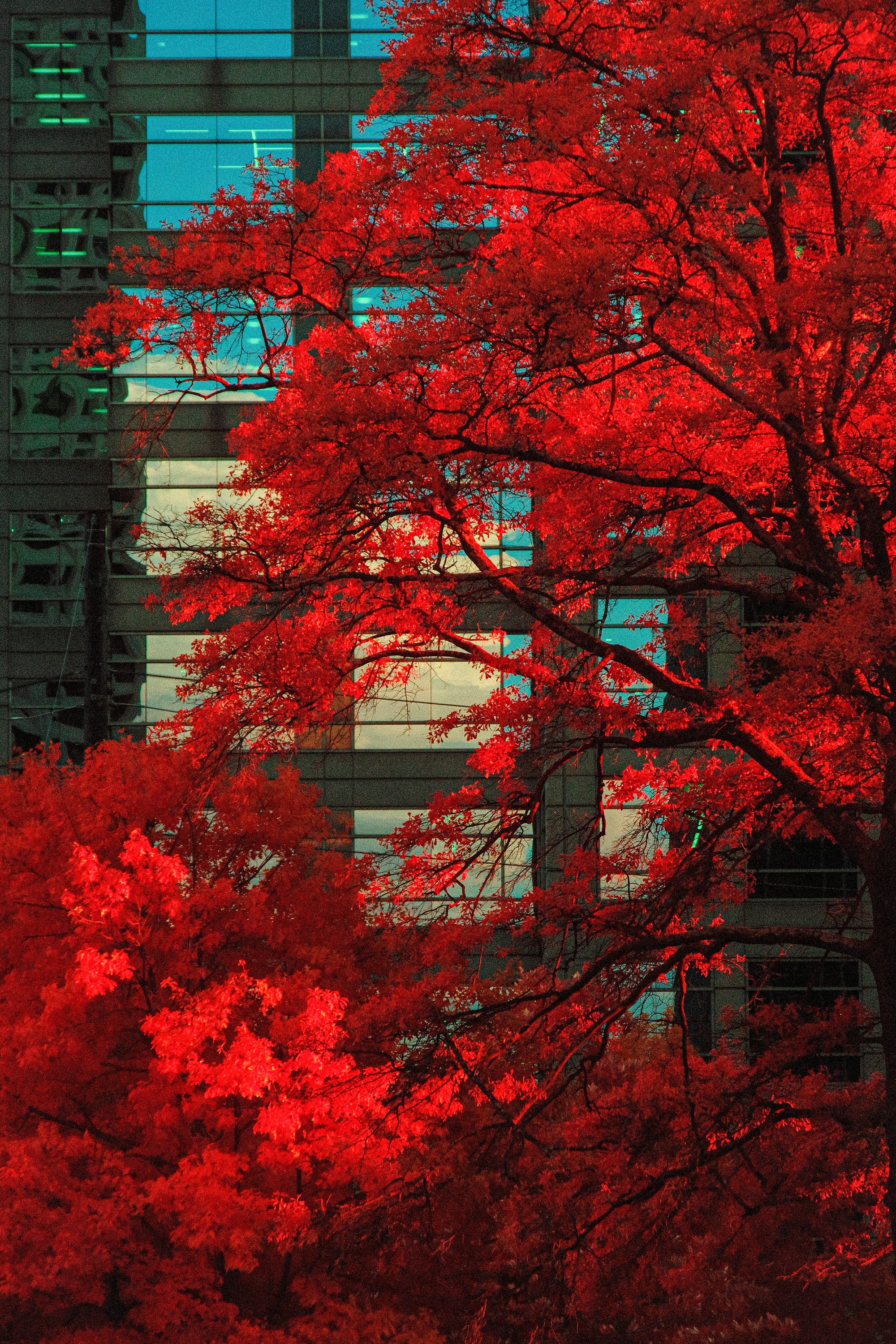 Near-infrared photograph from the Atlanta series — description pending curation