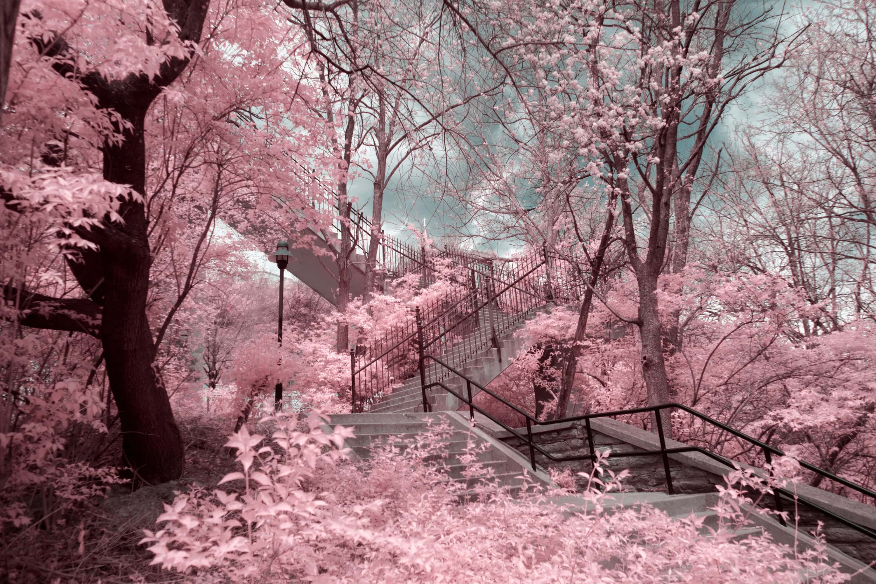 Near-infrared photograph from the Cincinnati series
