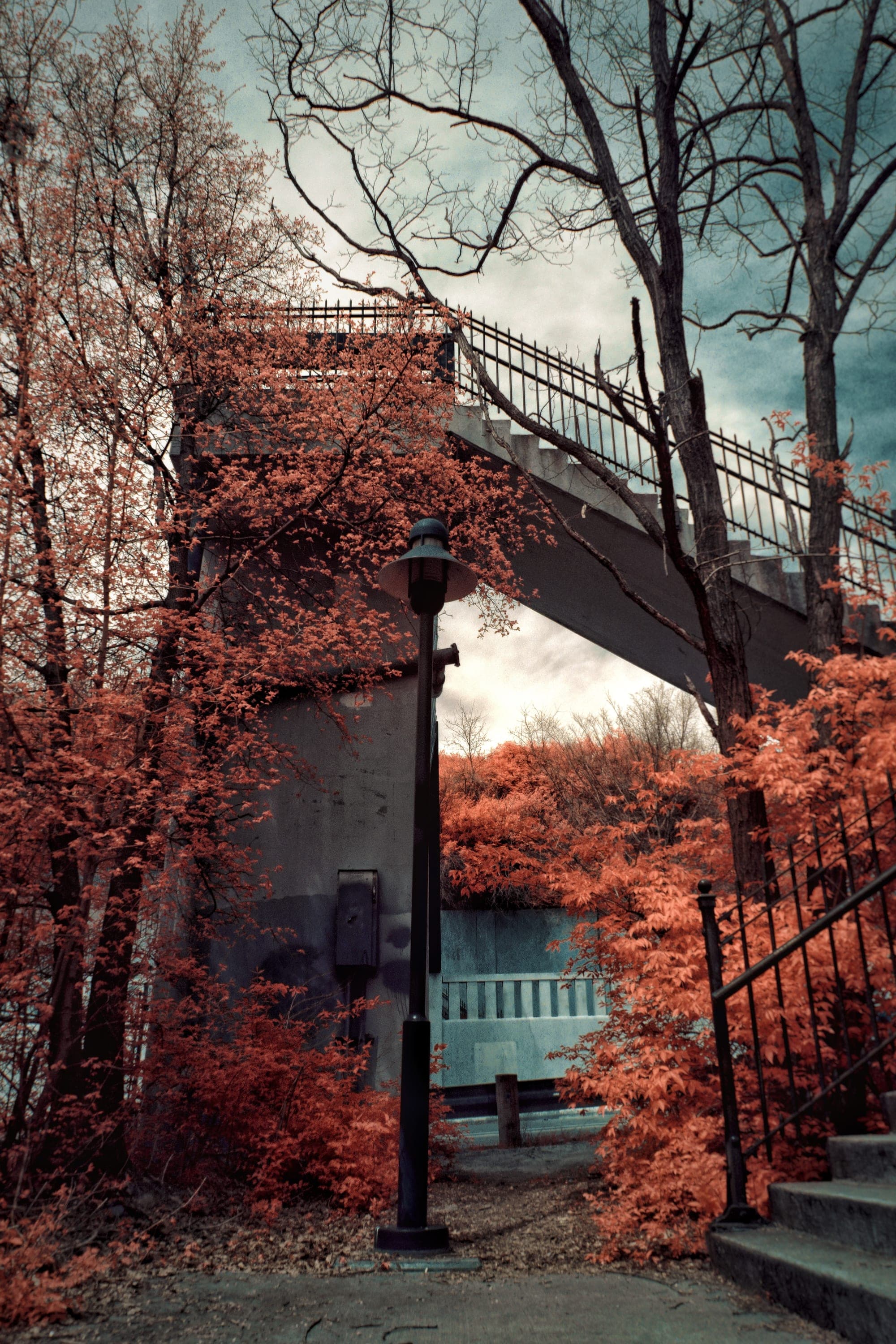 Near-infrared photograph from the Cincinnati series — description pending curation