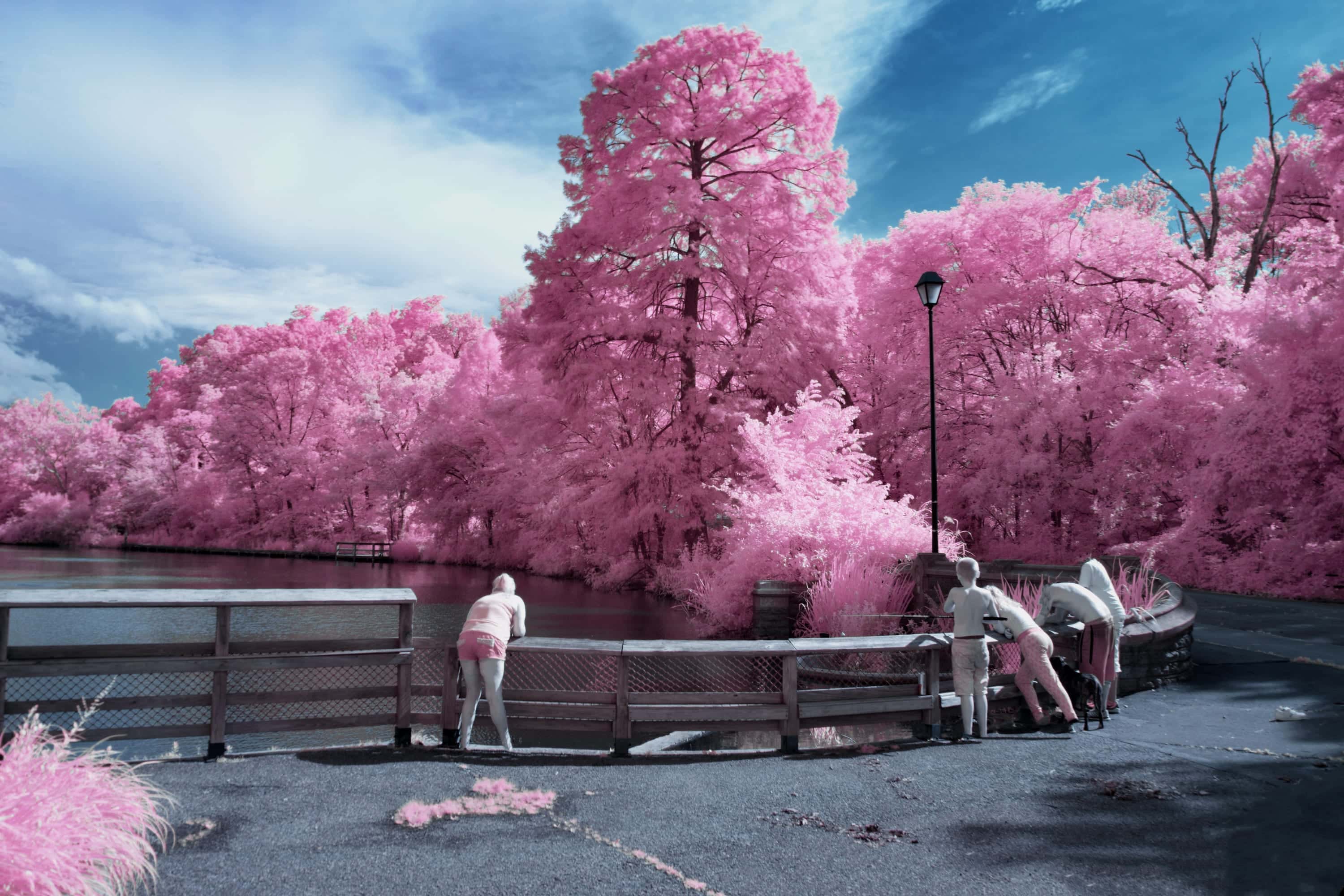 Near-infrared photograph from the Cincinnati series