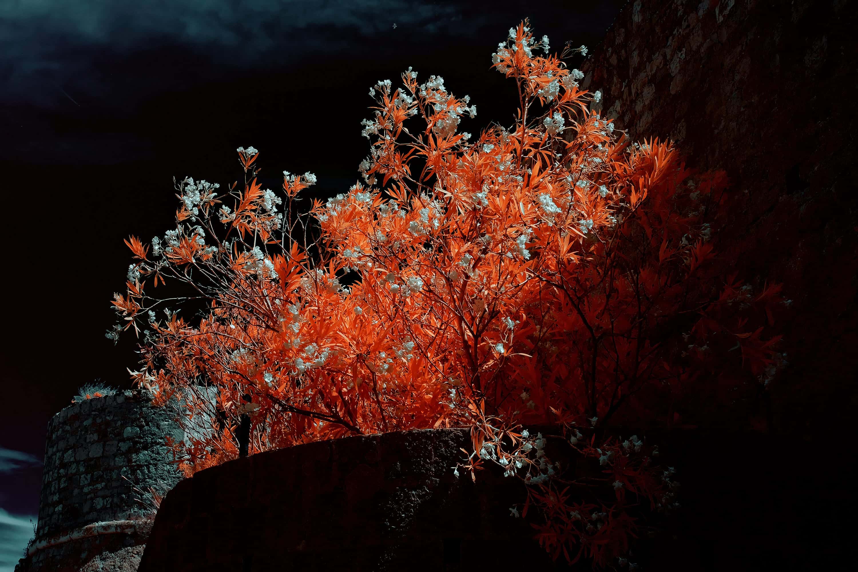 Near-infrared photograph from the Croatia series
