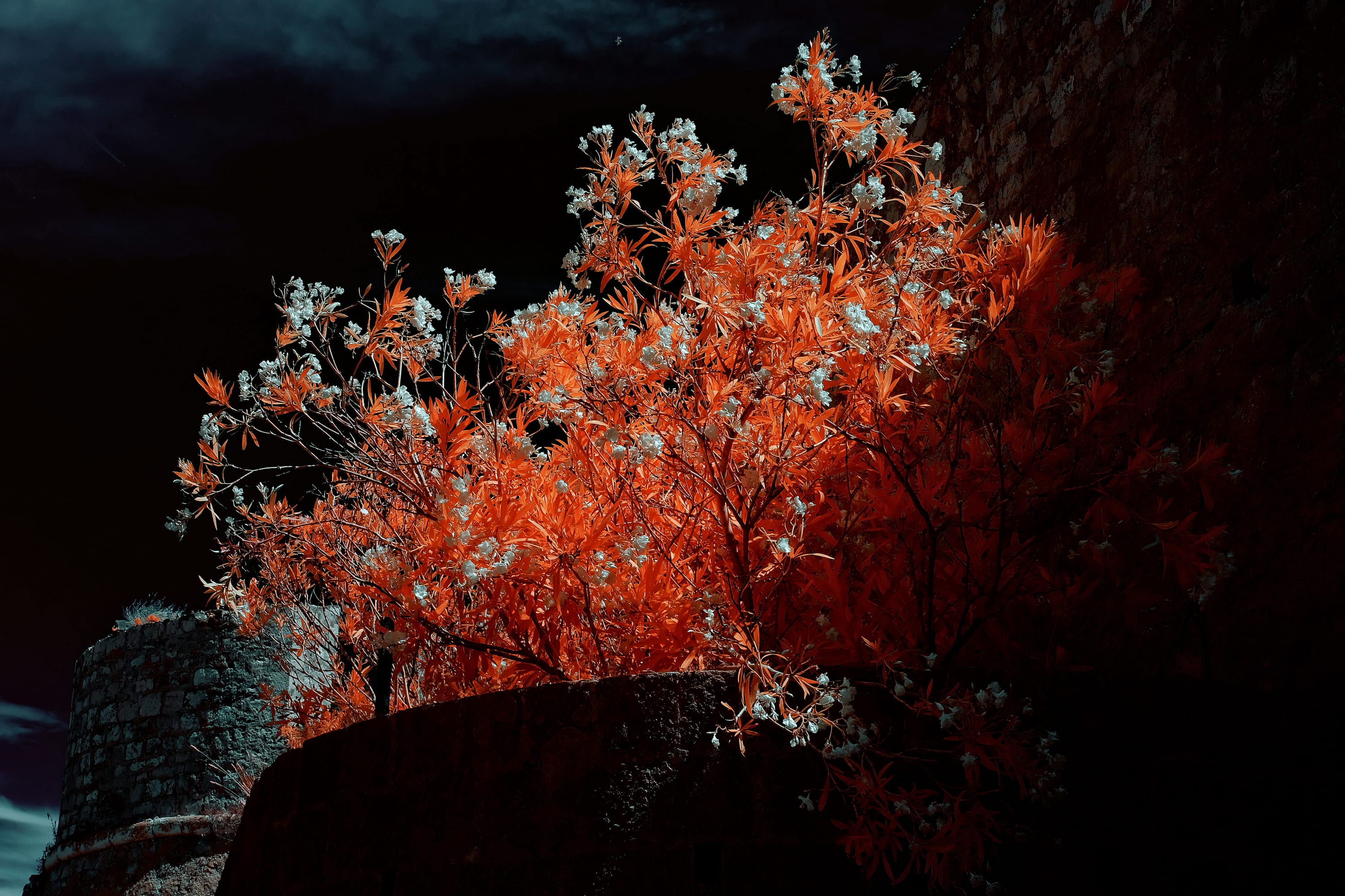 Near-infrared photograph from the Croatia series — description pending curation