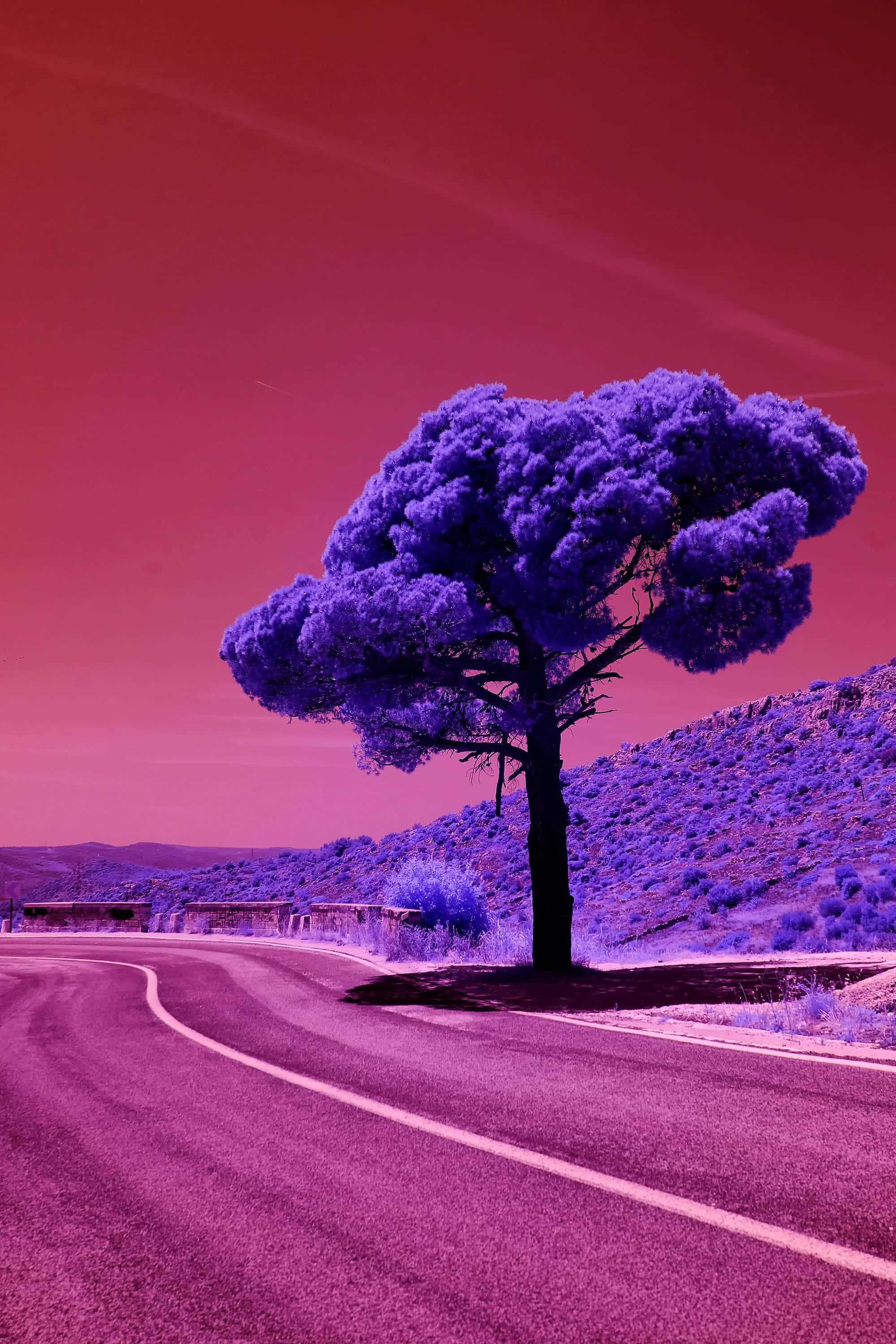 Near-infrared photograph from the Croatia series