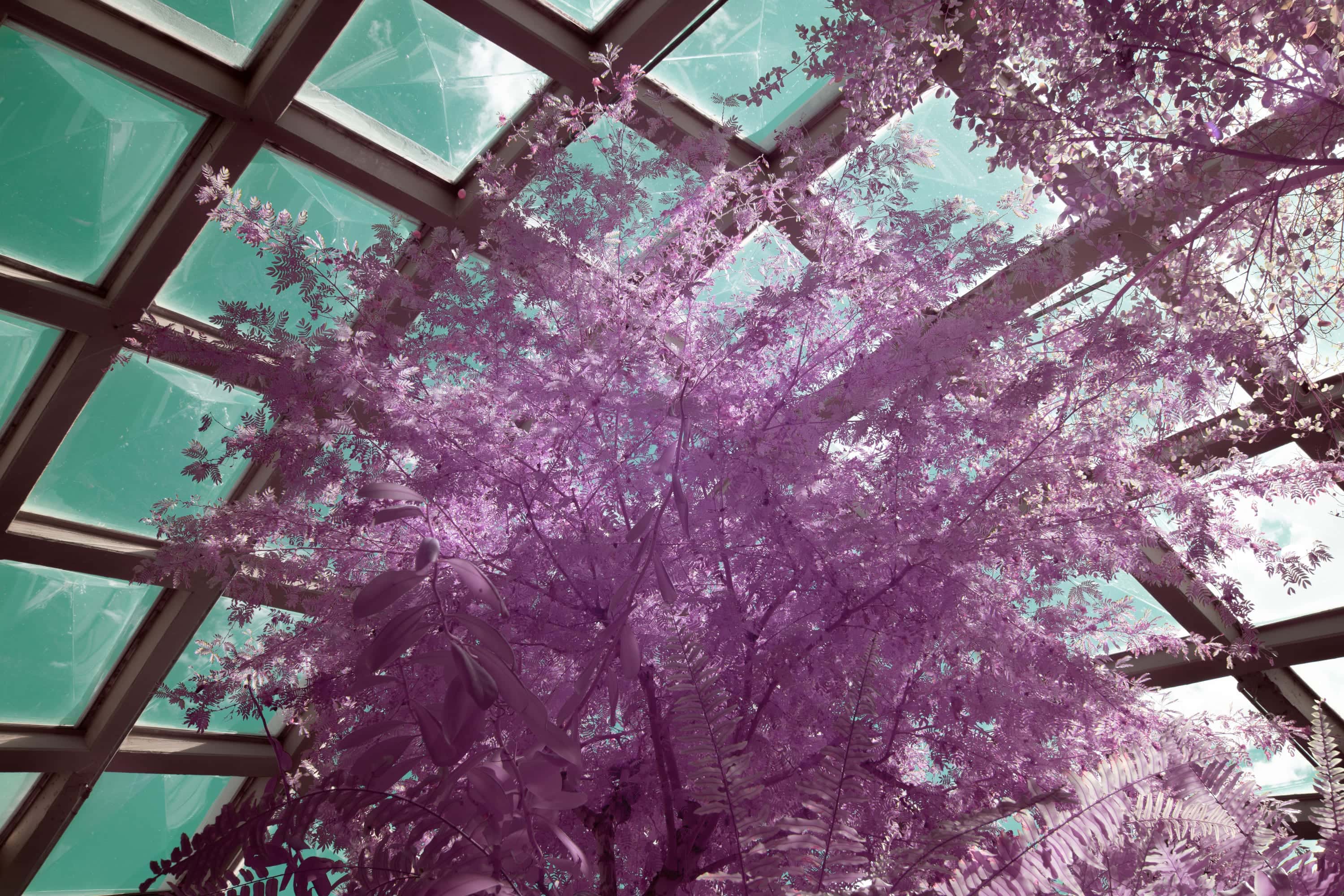 Near-infrared photograph from the Denver series