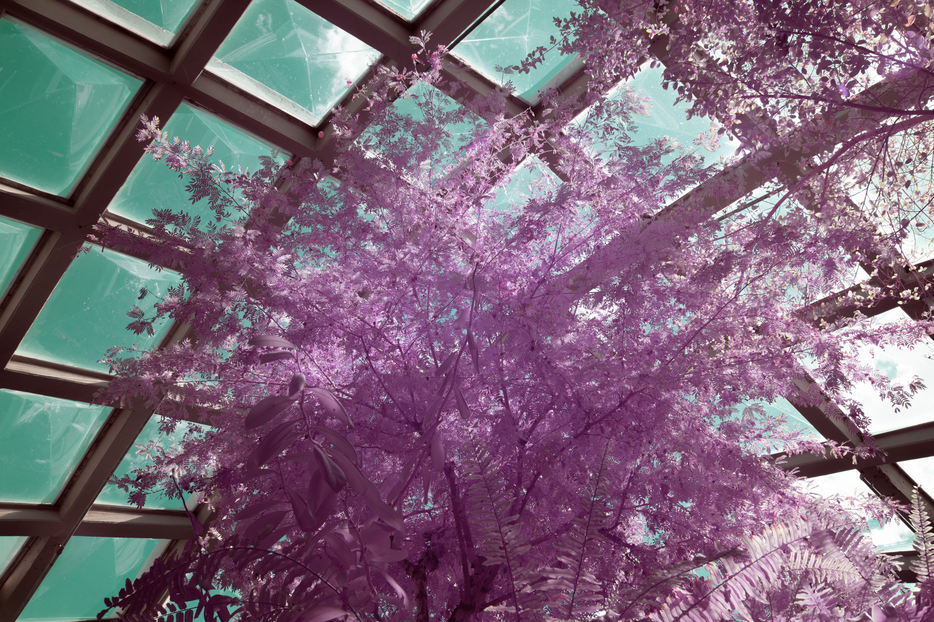 Near-infrared photograph from the Denver series — description pending curation