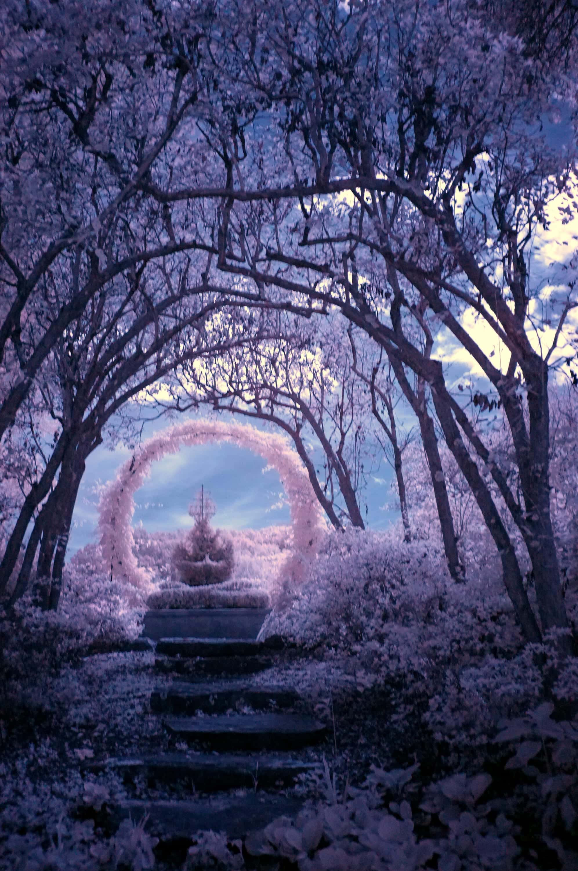 A garden path passing under an arch of white-leafed trees toward a small fountain