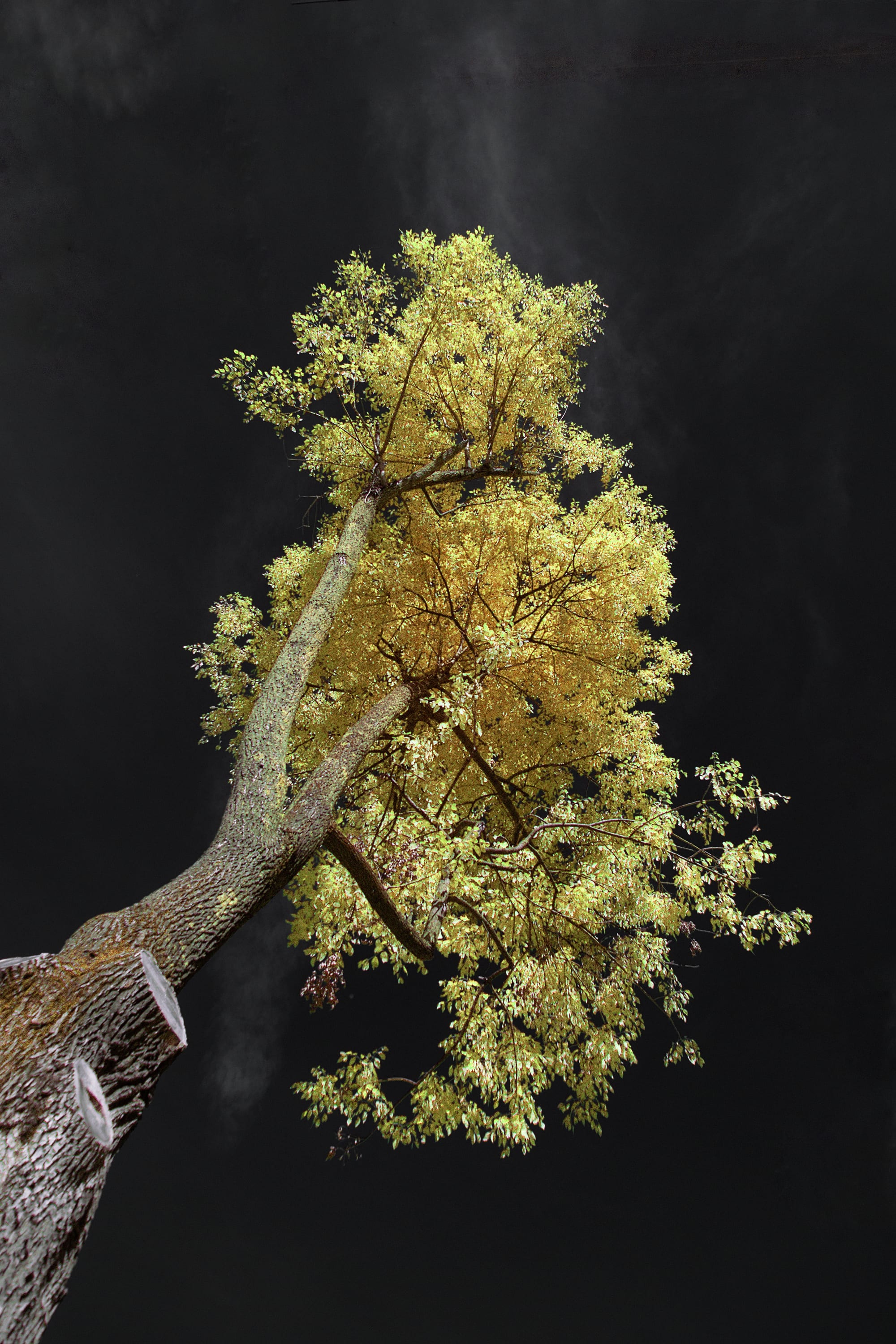 A yellow-gold ginkgo crown reaching out of near-black woods