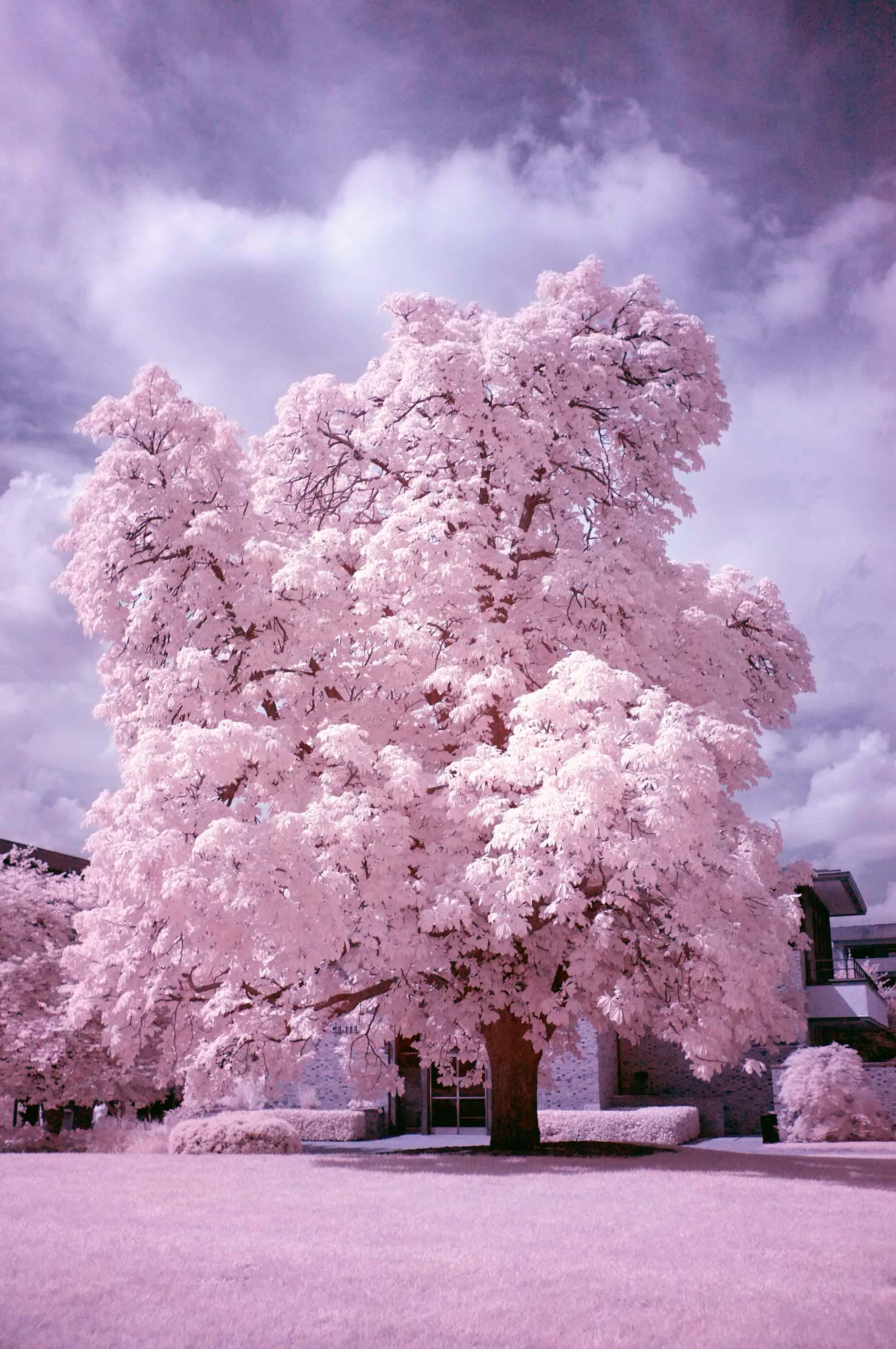 Near-infrared photograph from the First light series