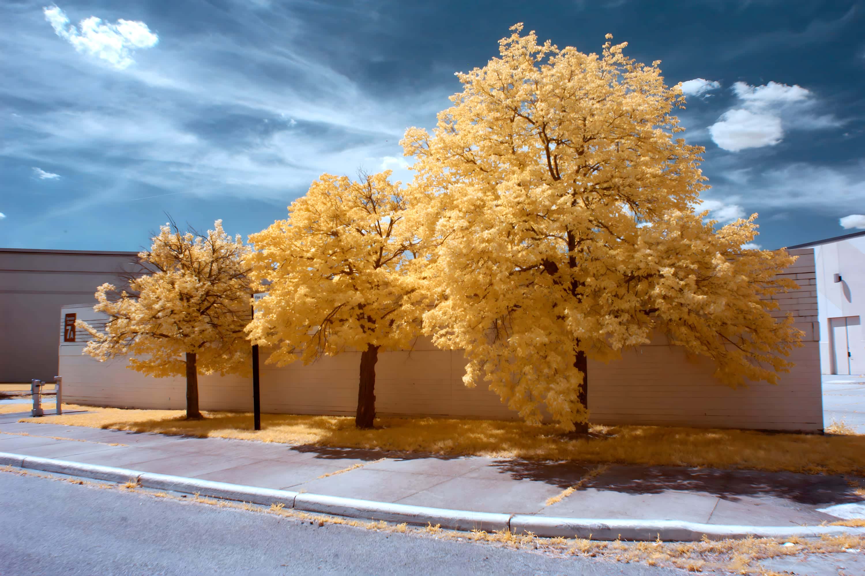 Three street trees on a strip of grass in front of a long low commercial building, photographed in near-infrared light.