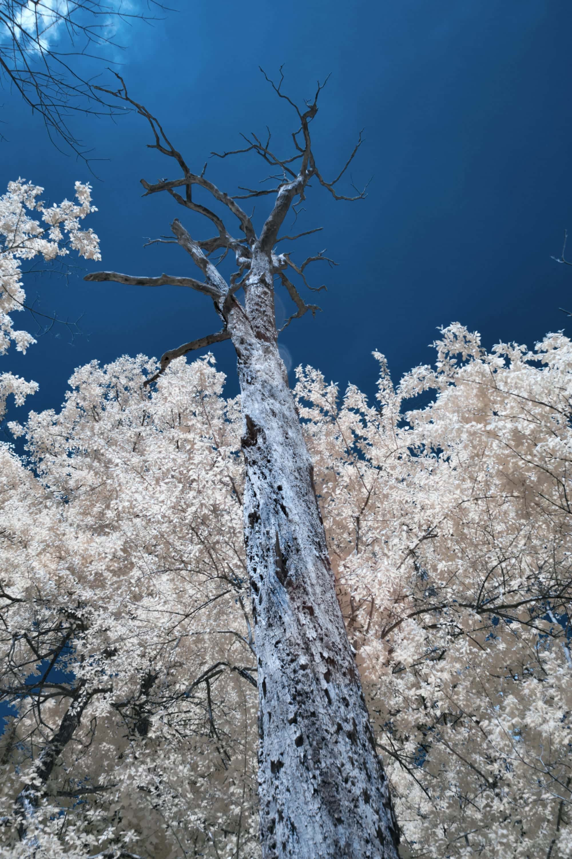 Near-infrared photograph from the First light series