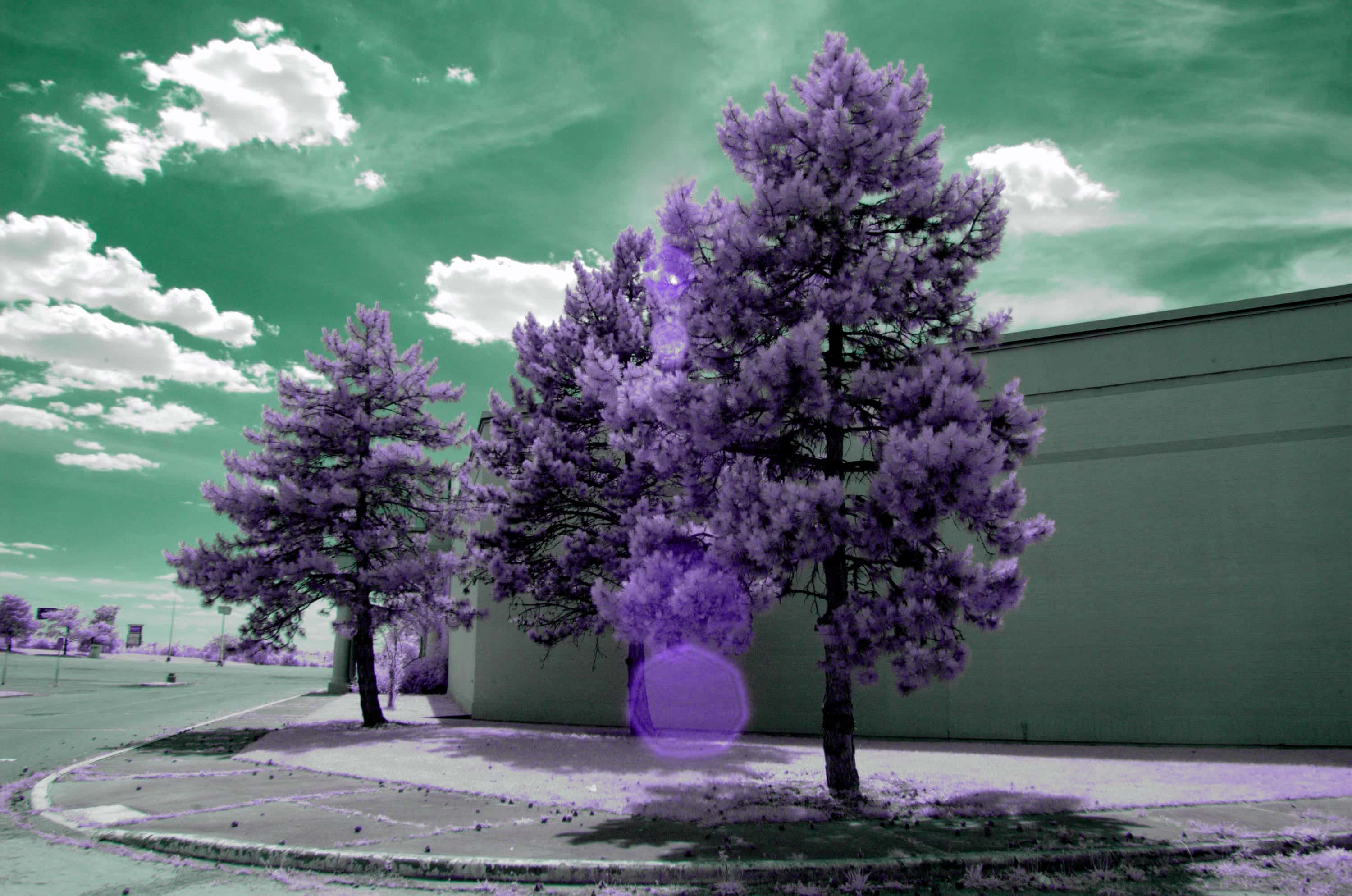 Near-infrared photograph from the First light series