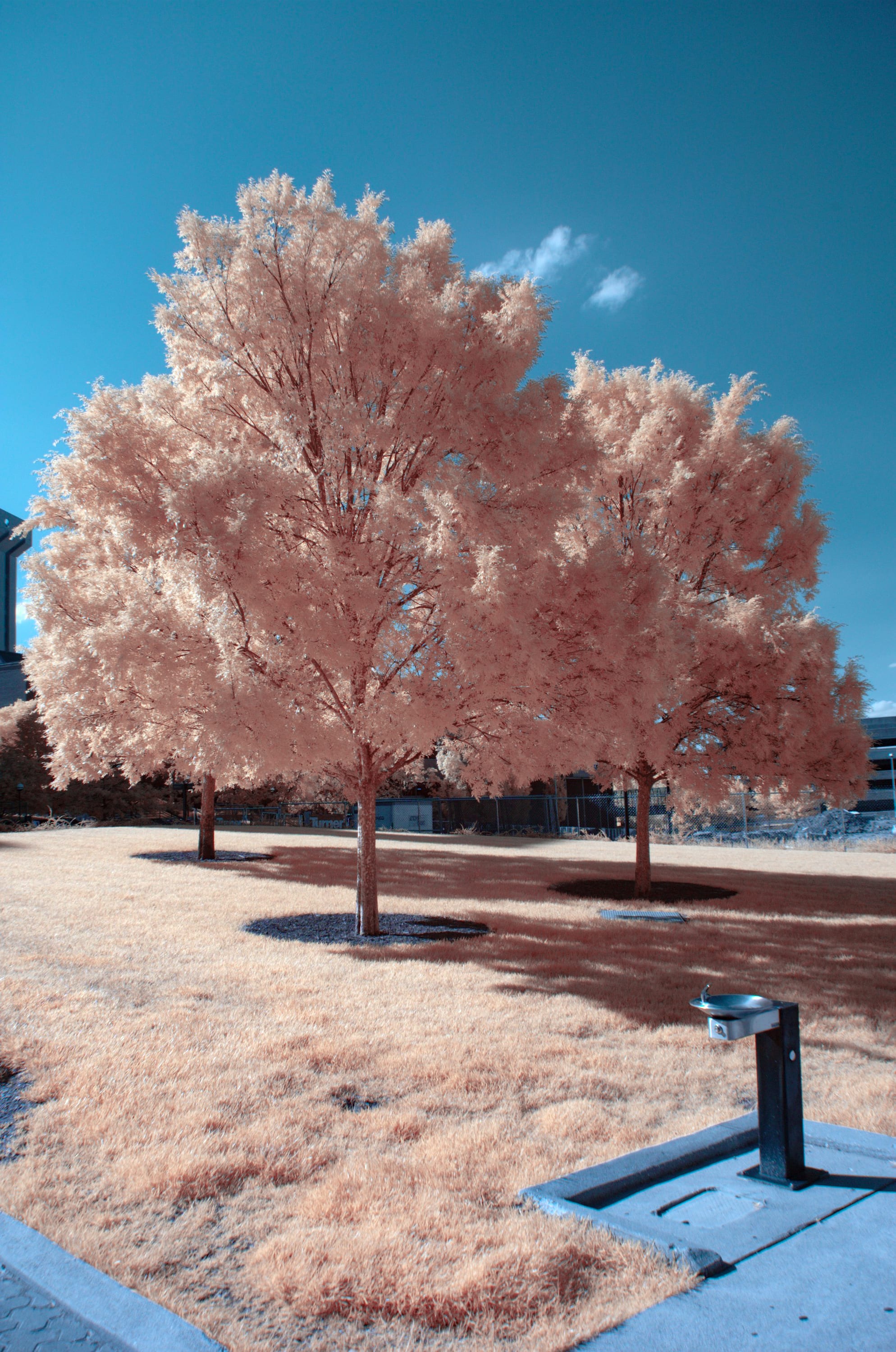 Near-infrared photograph from the First light series — description pending curation