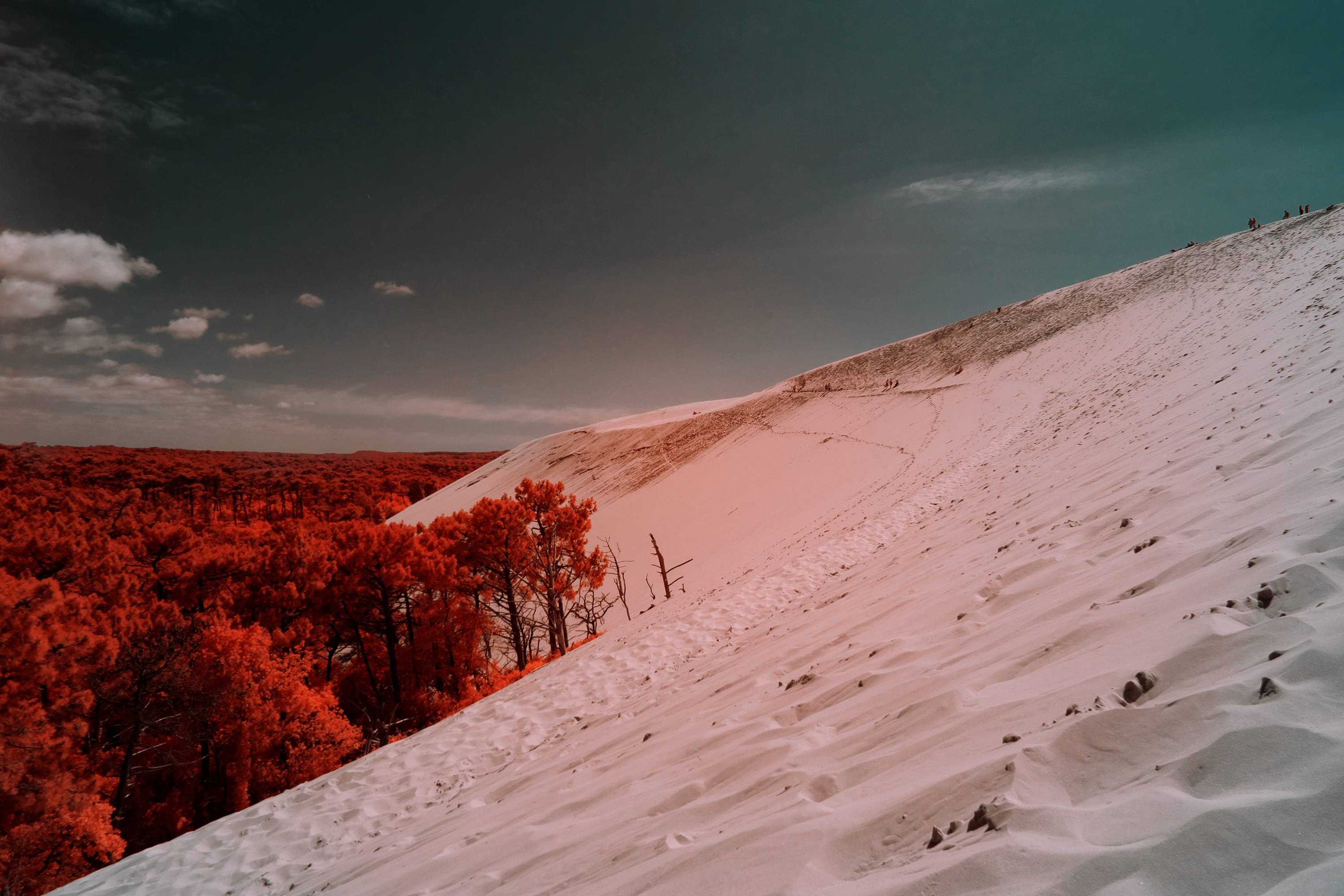 Near-infrared photograph from the France series — description pending curation