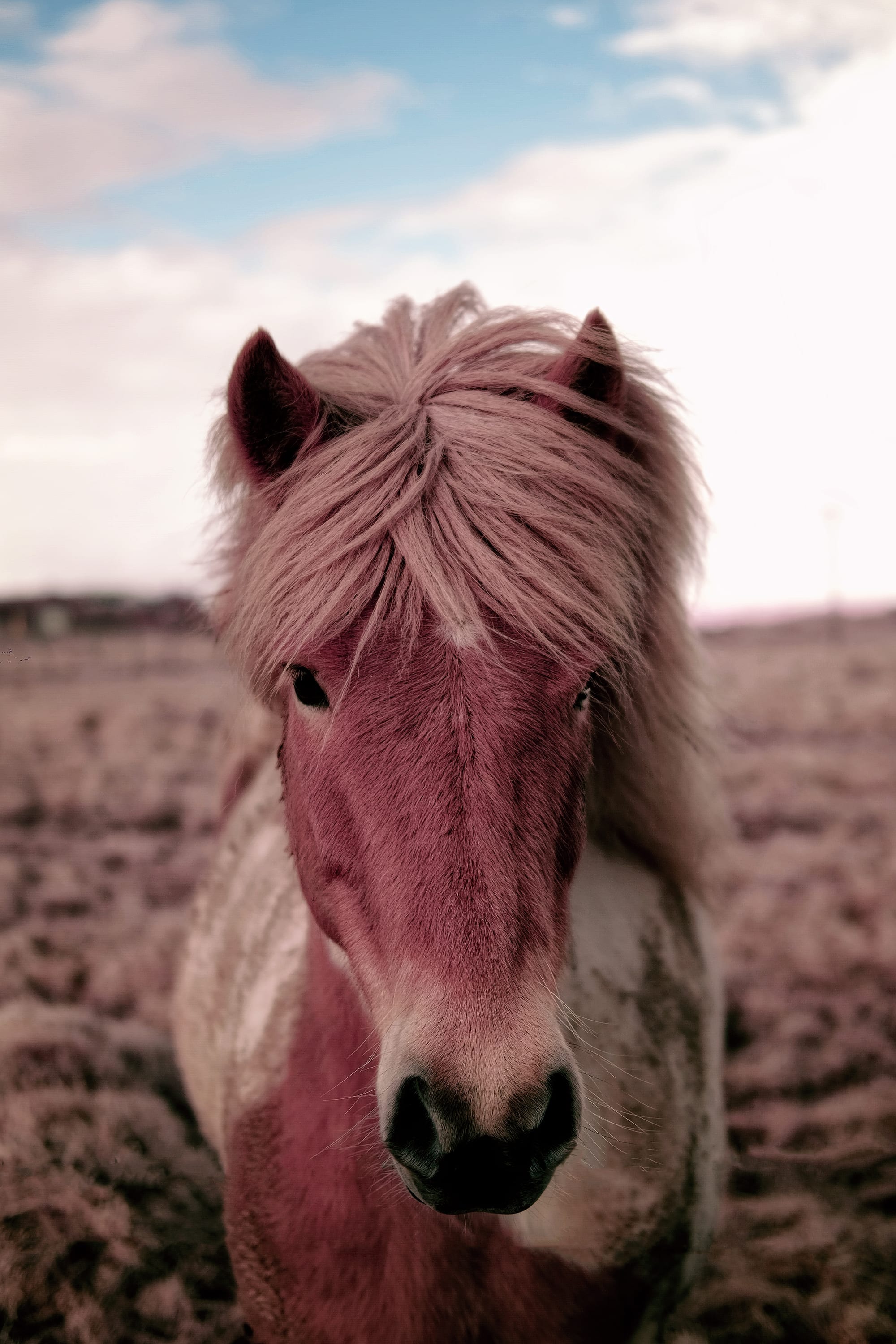 Near-infrared photograph from the Iceland series — description pending curation