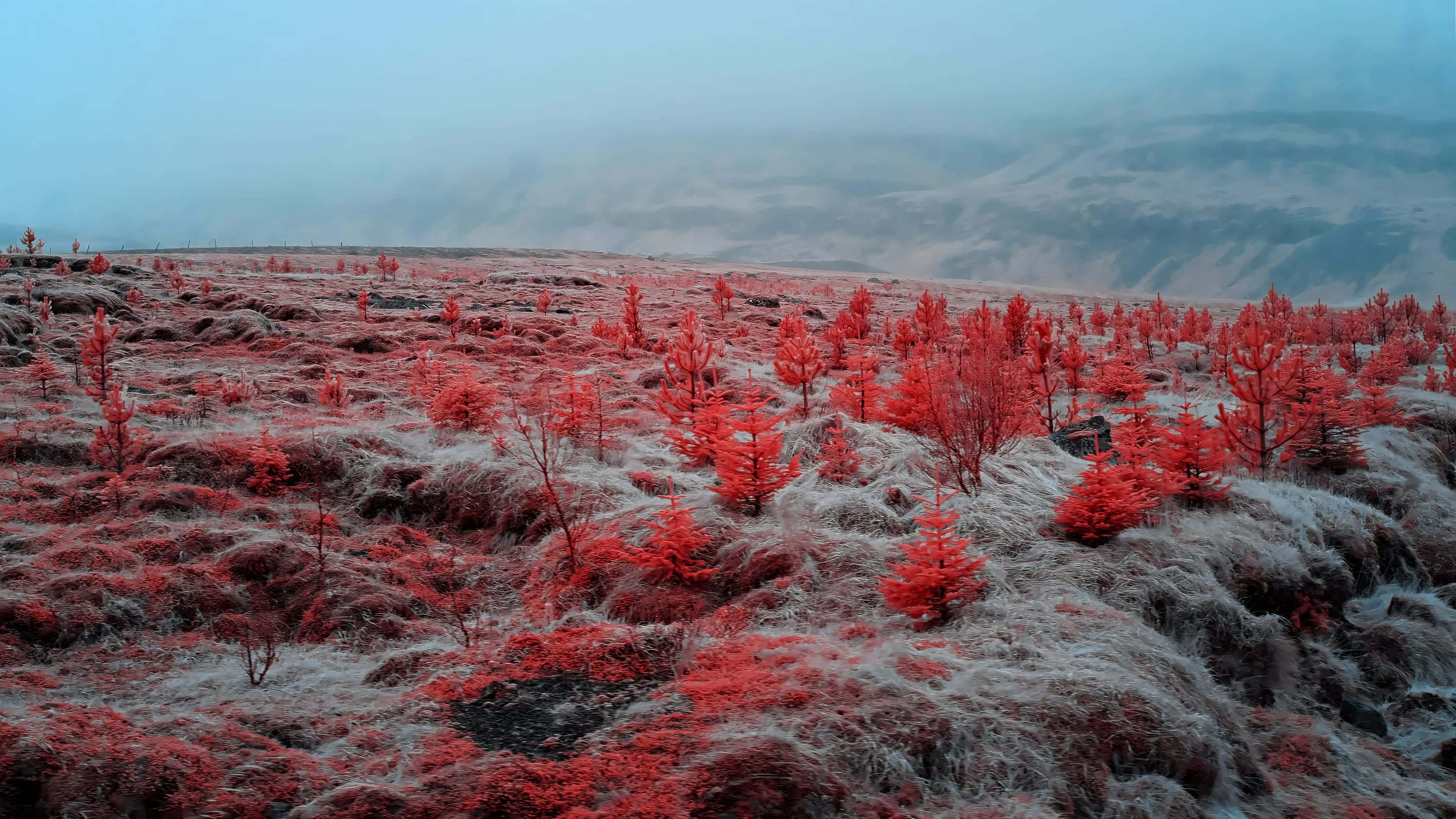 A hillside of young conifer saplings planted through rough tussock grass, with fog on the slope behind, photographed in near-infrared light.