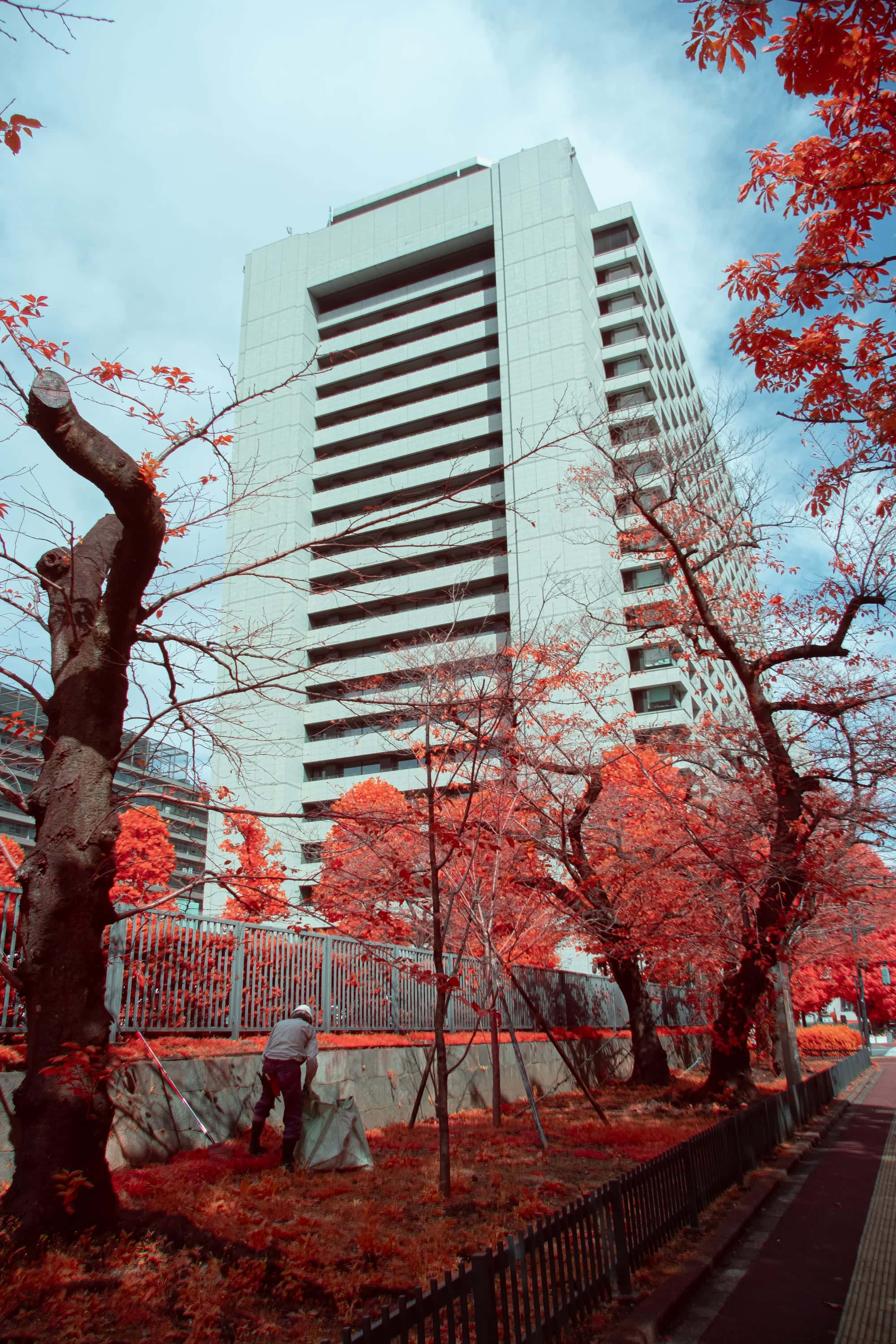Near-infrared photograph from the Japan series