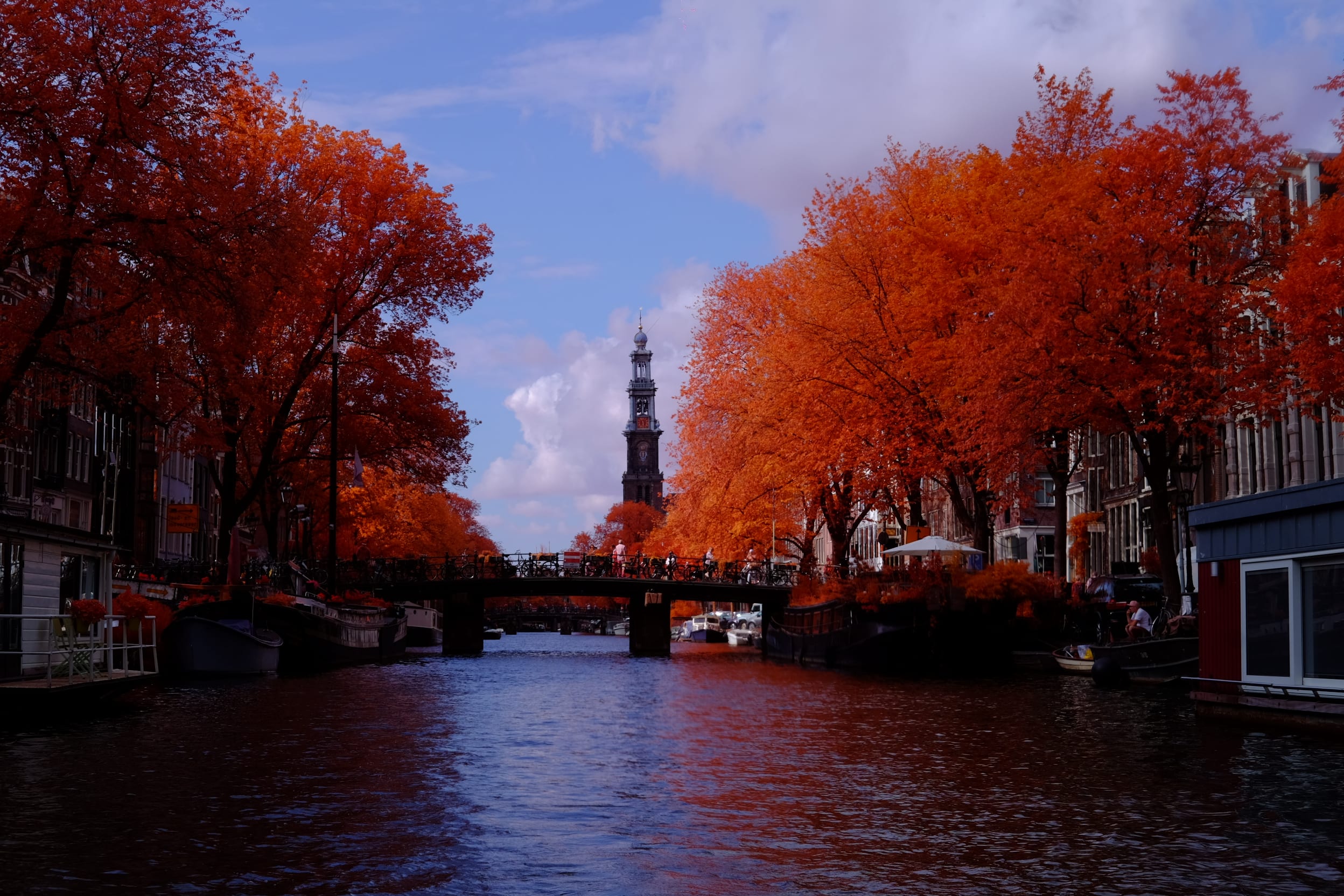 Near-infrared photograph from the Netherlands series — description pending curation