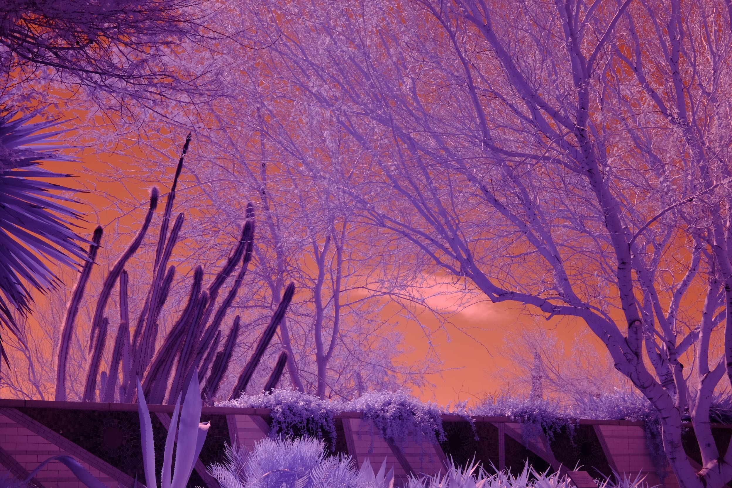 Near-infrared photograph from the Southwest series — description pending curation