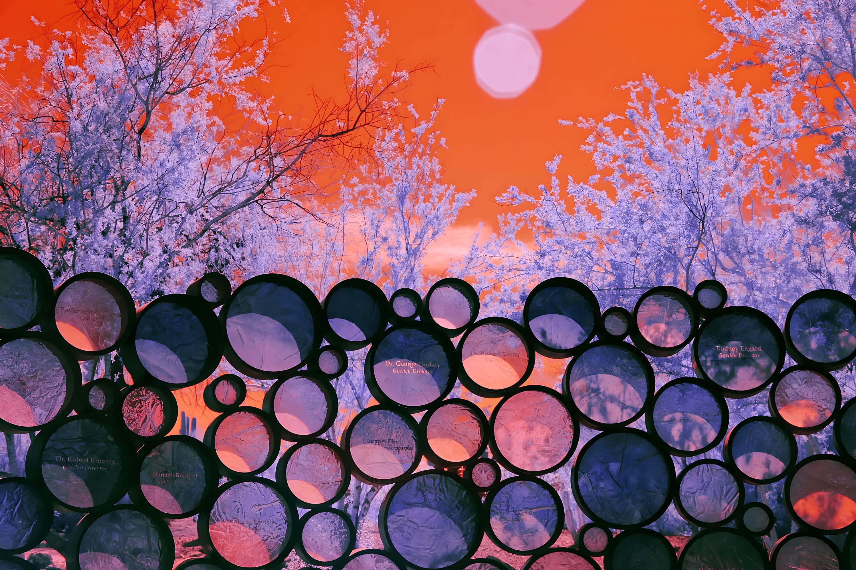 The engraved disc wall at the Desert Botanical Garden in Phoenix, backed by trees in full leaf, photographed in near-infrared light.
