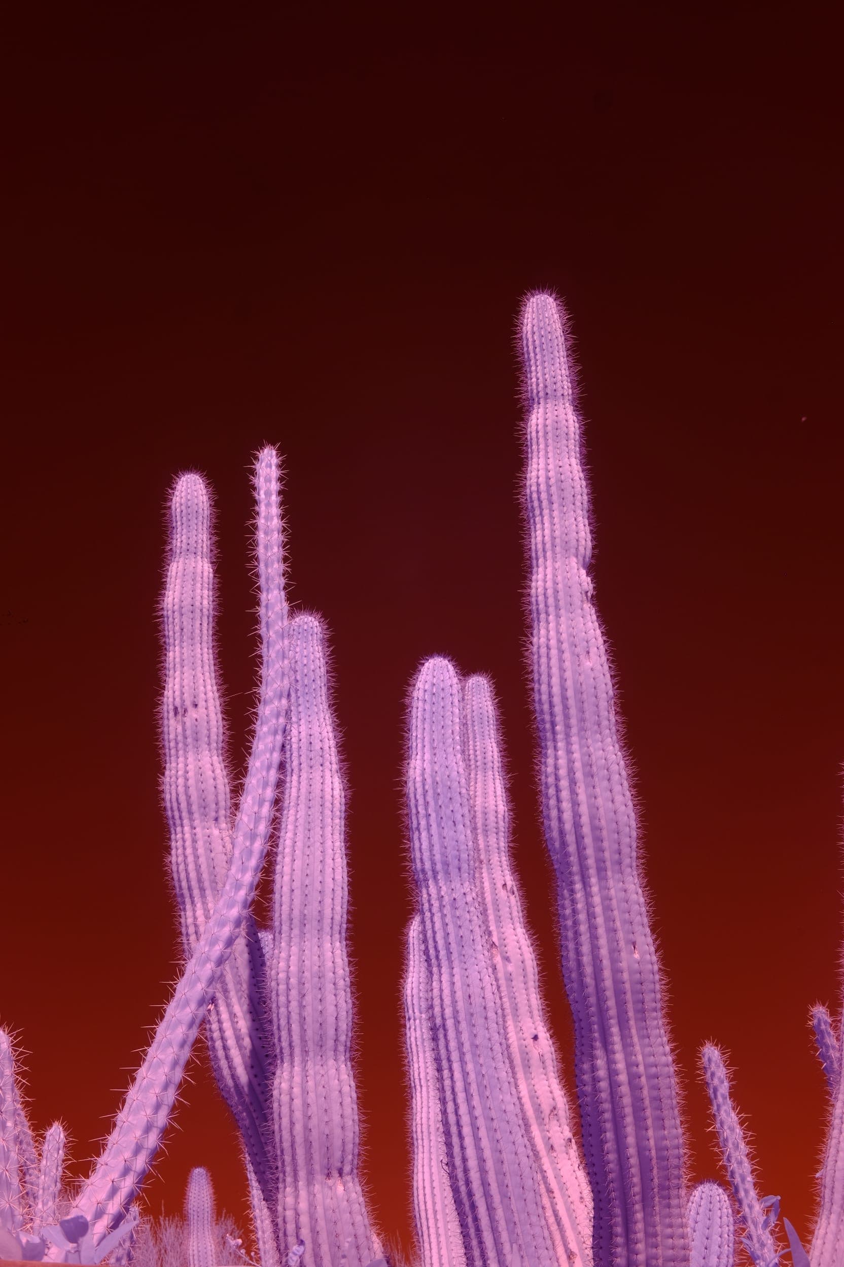 Near-infrared photograph from the Southwest series — description pending curation