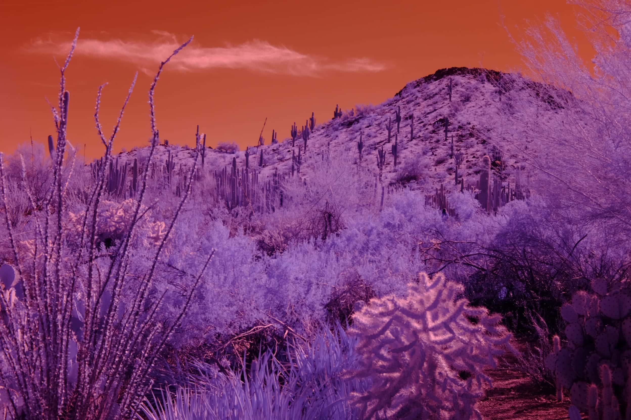 Near-infrared photograph from the Southwest series