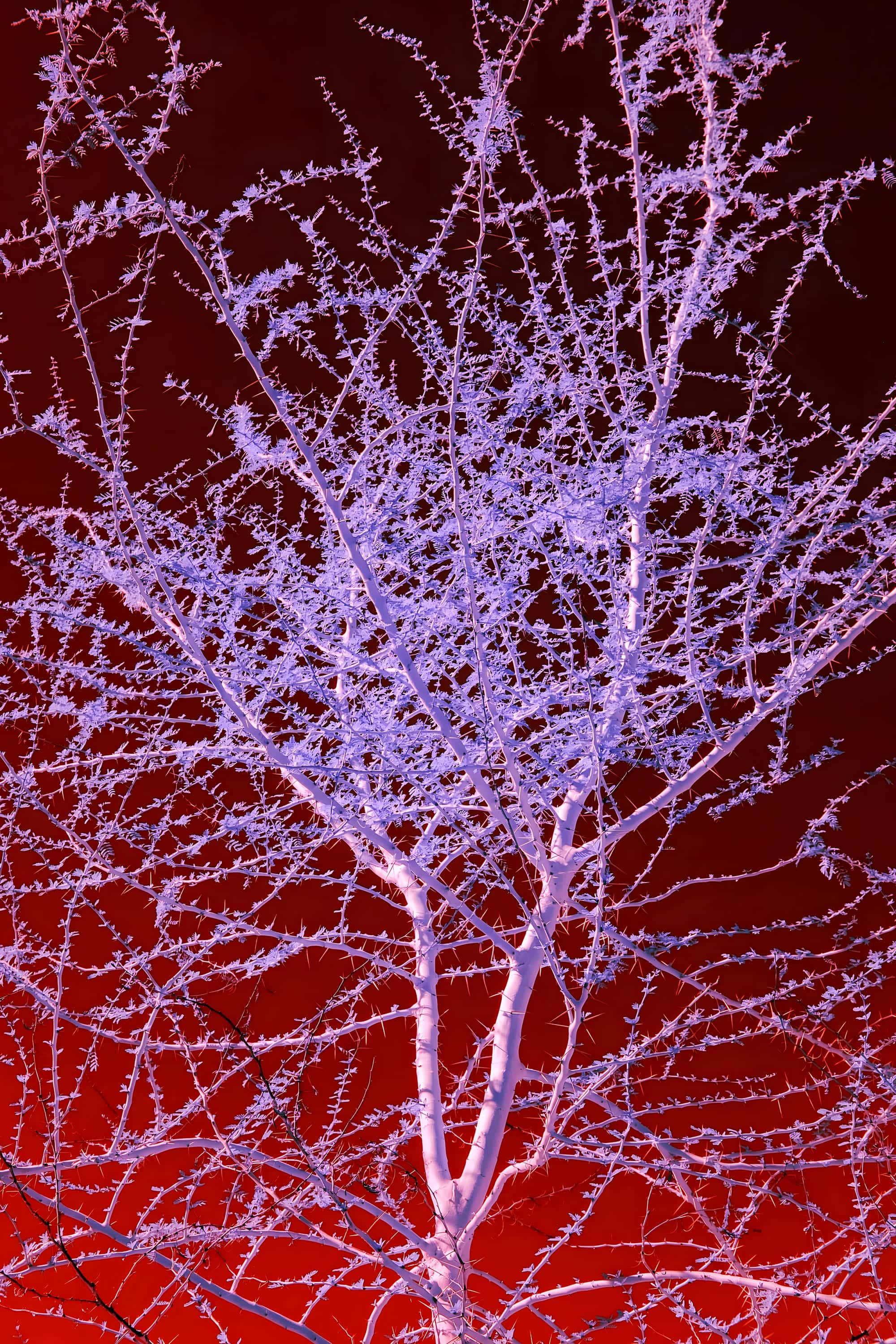The branching crown of a thorned desert tree in new leaf, photographed in near-infrared light in Phoenix, Arizona.