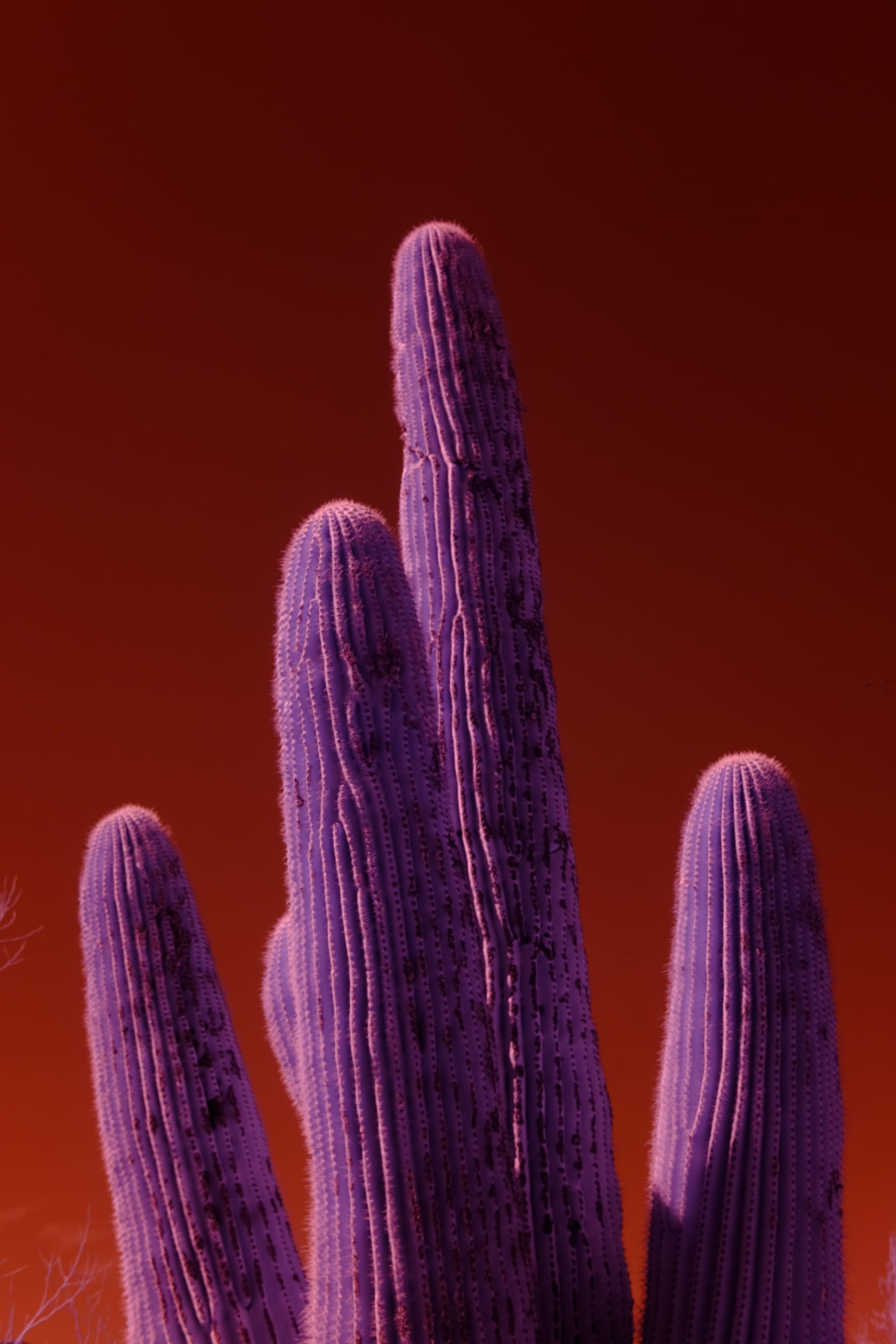 Near-infrared photograph from the Southwest series — description pending curation