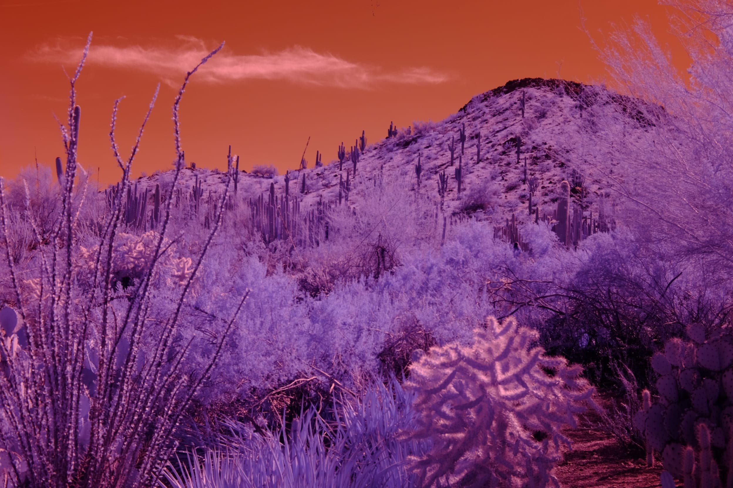 Near-infrared photograph from the Southwest series — description pending curation