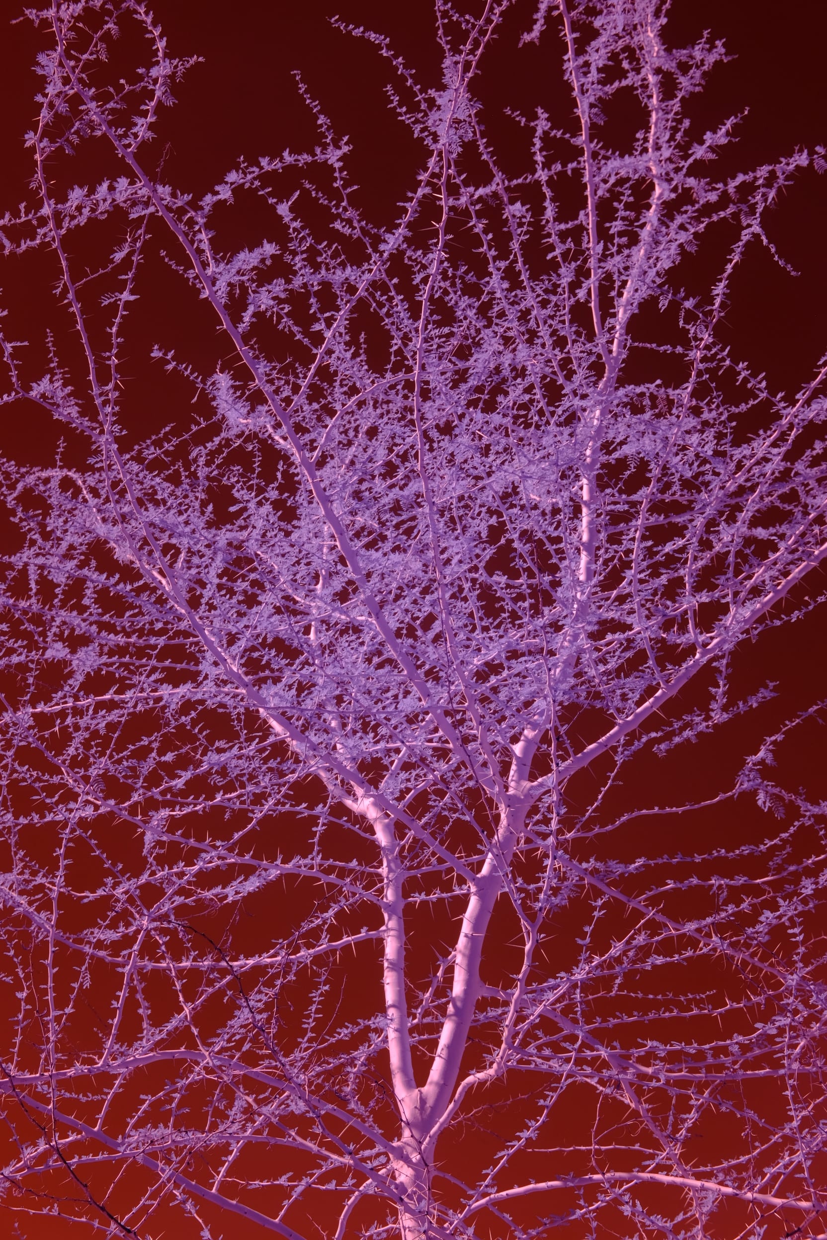 Near-infrared photograph from the Southwest series — description pending curation