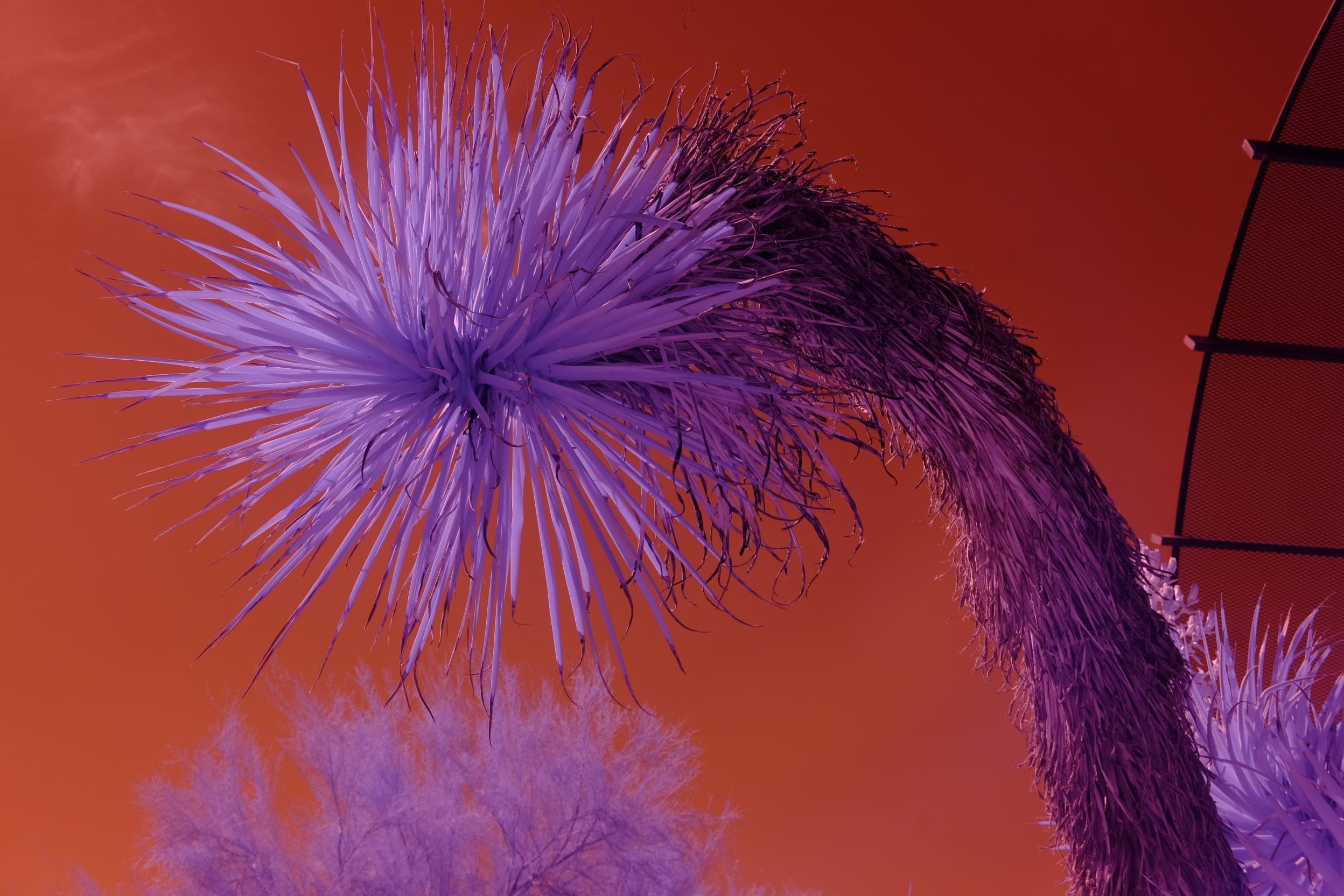 Near-infrared photograph from the Southwest series — description pending curation