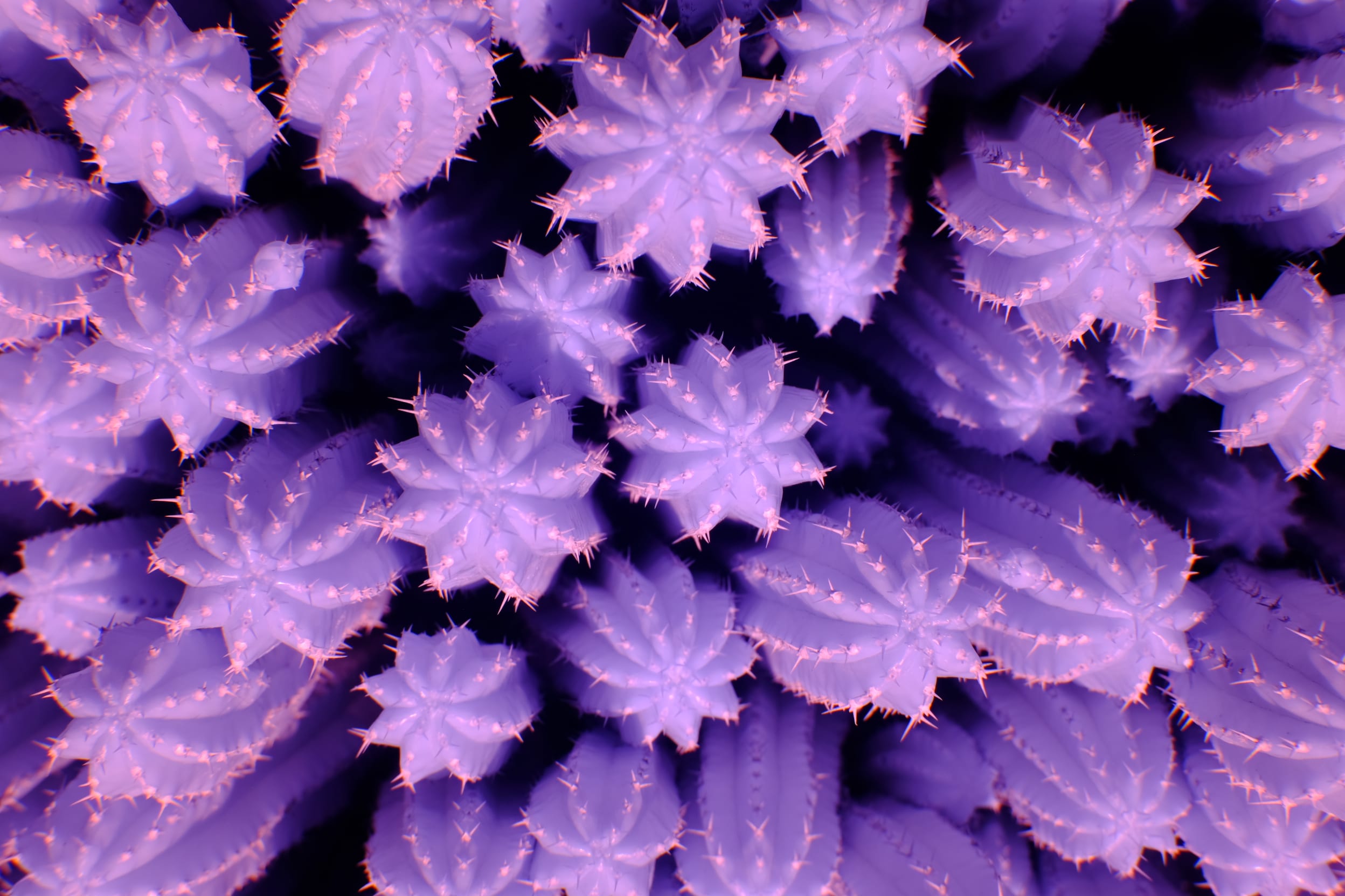 Near-infrared photograph from the Southwest series — description pending curation