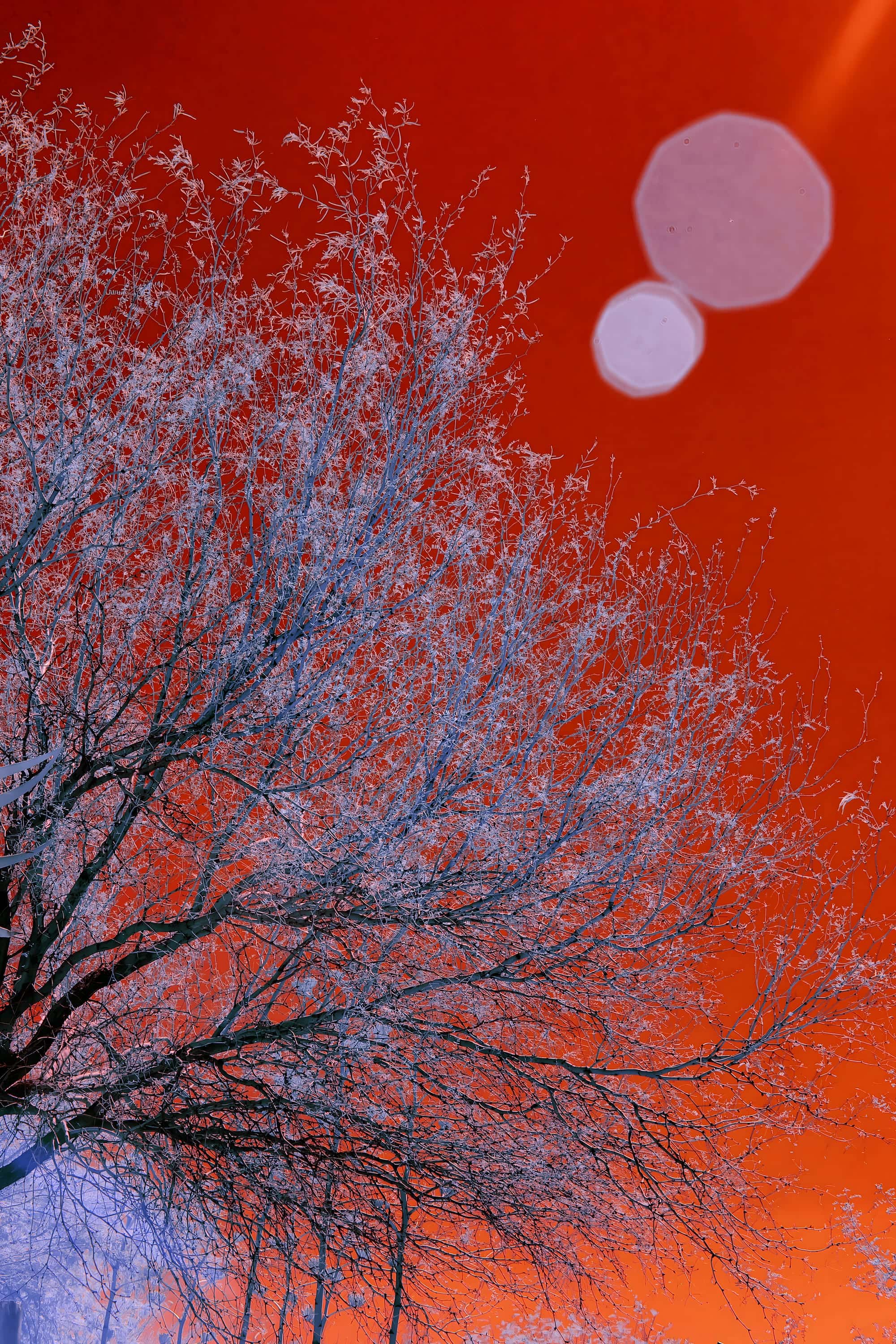 The crown of a desert tree seen from below with the sun flaring into the lens, photographed in near-infrared light in Phoenix, Arizona.