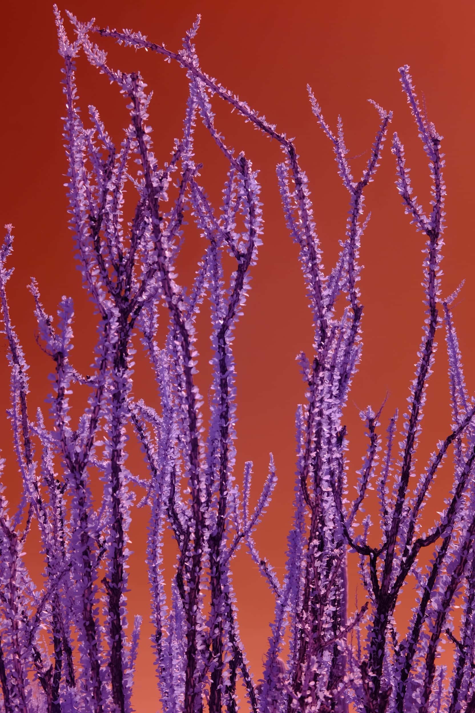 Ocotillo stems in full leaf, violet spines rising against burnt orange