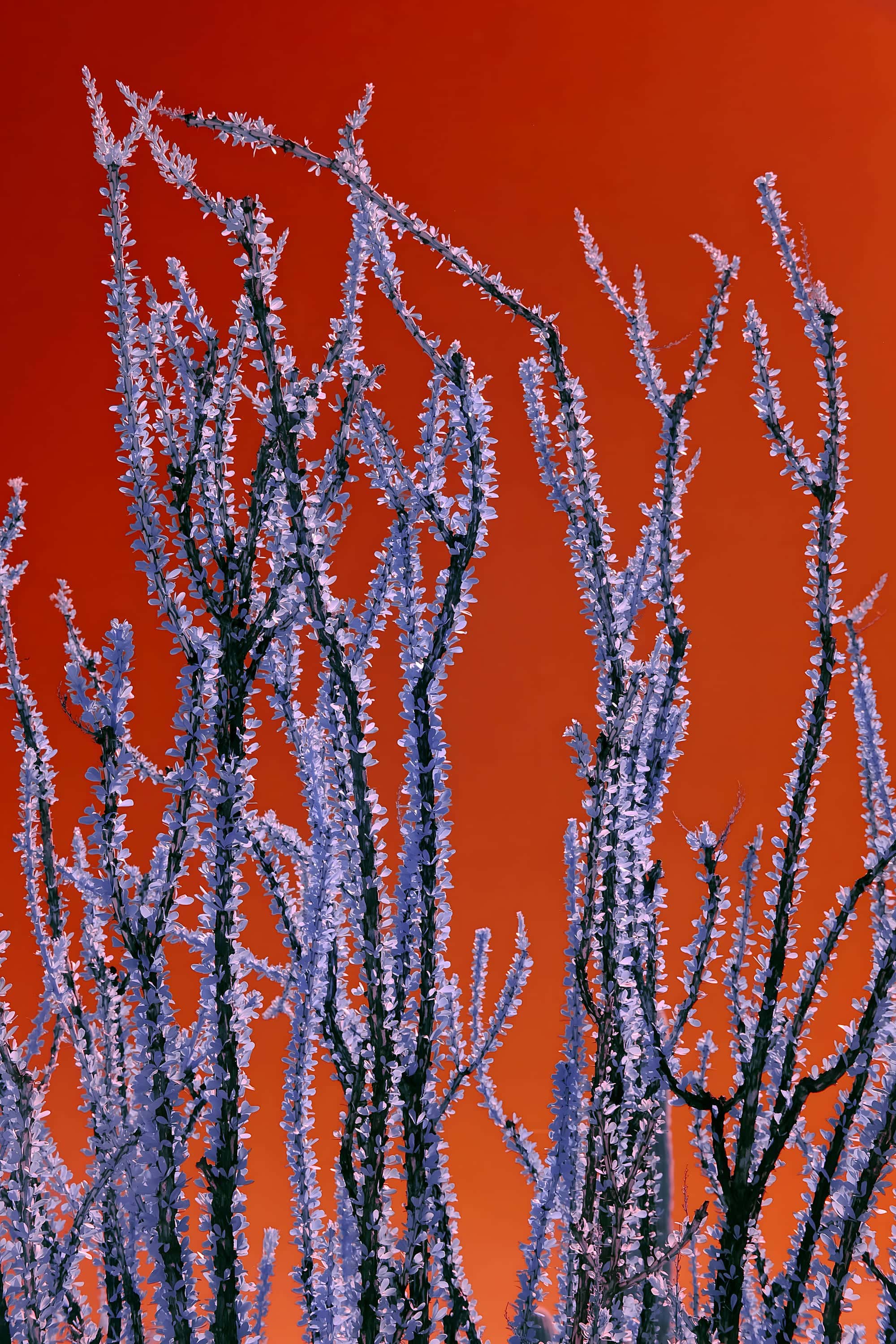 Ocotillo stems in full leaf against a bare sky, photographed in near-infrared light in Phoenix, Arizona.