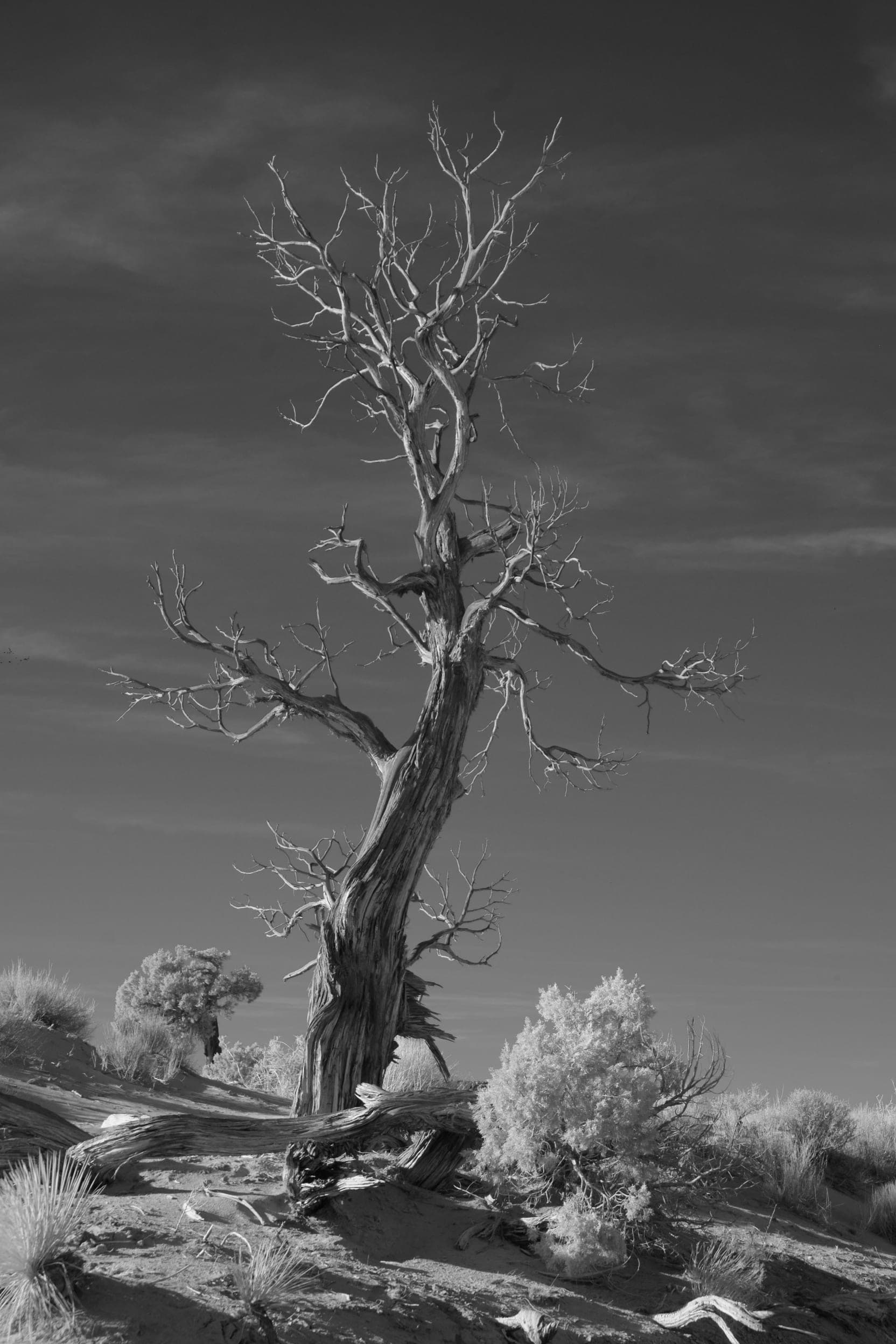 Near-infrared photograph from the Southwest series — description pending curation