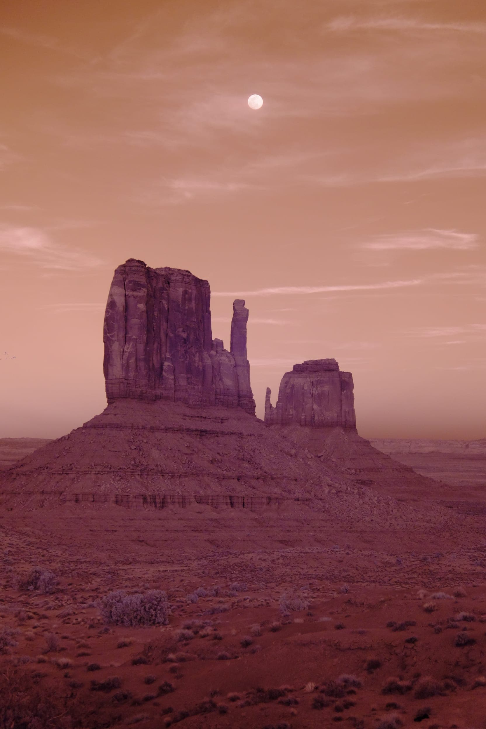 Near-infrared photograph from the Southwest series — description pending curation