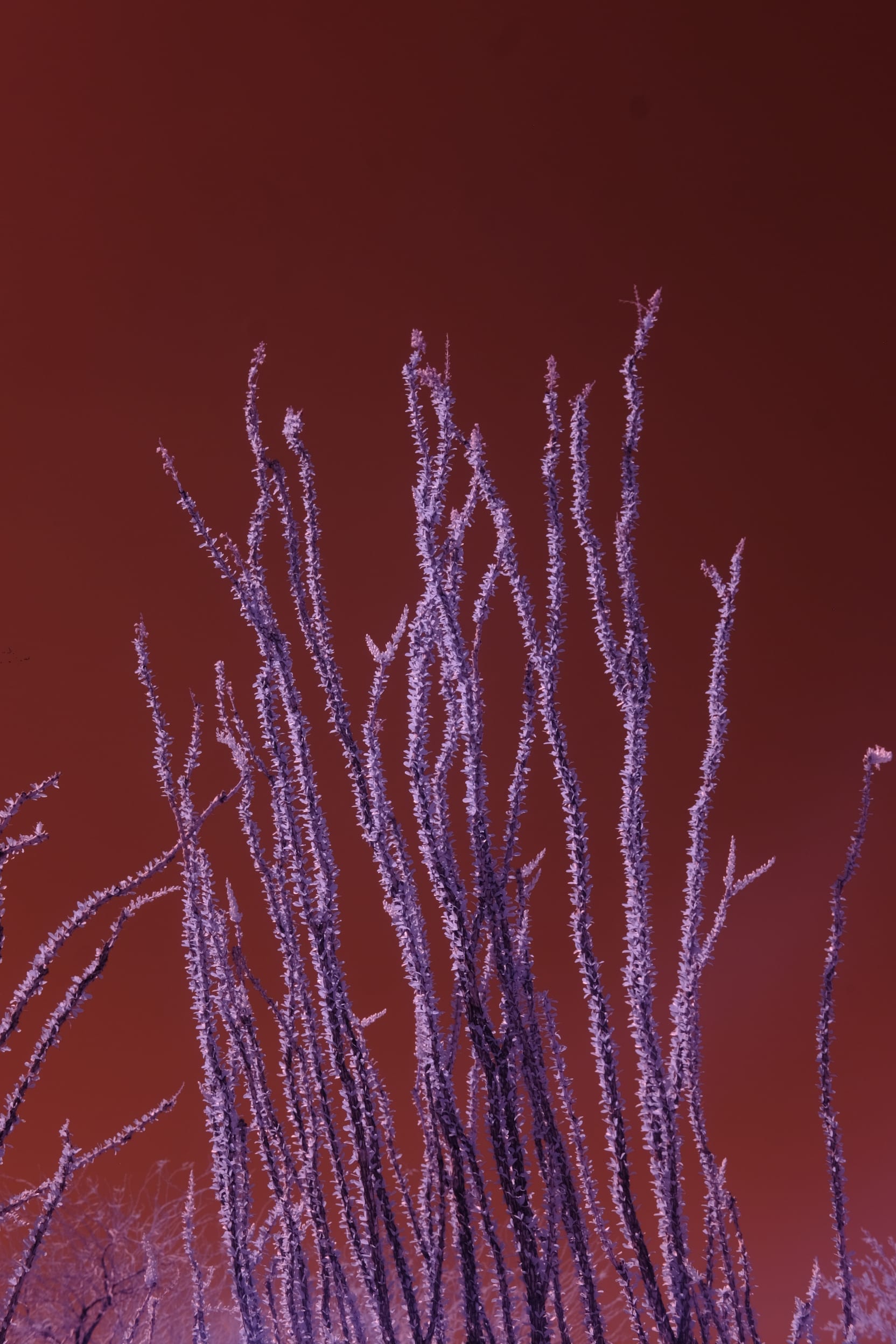 Near-infrared photograph from the Southwest series — description pending curation