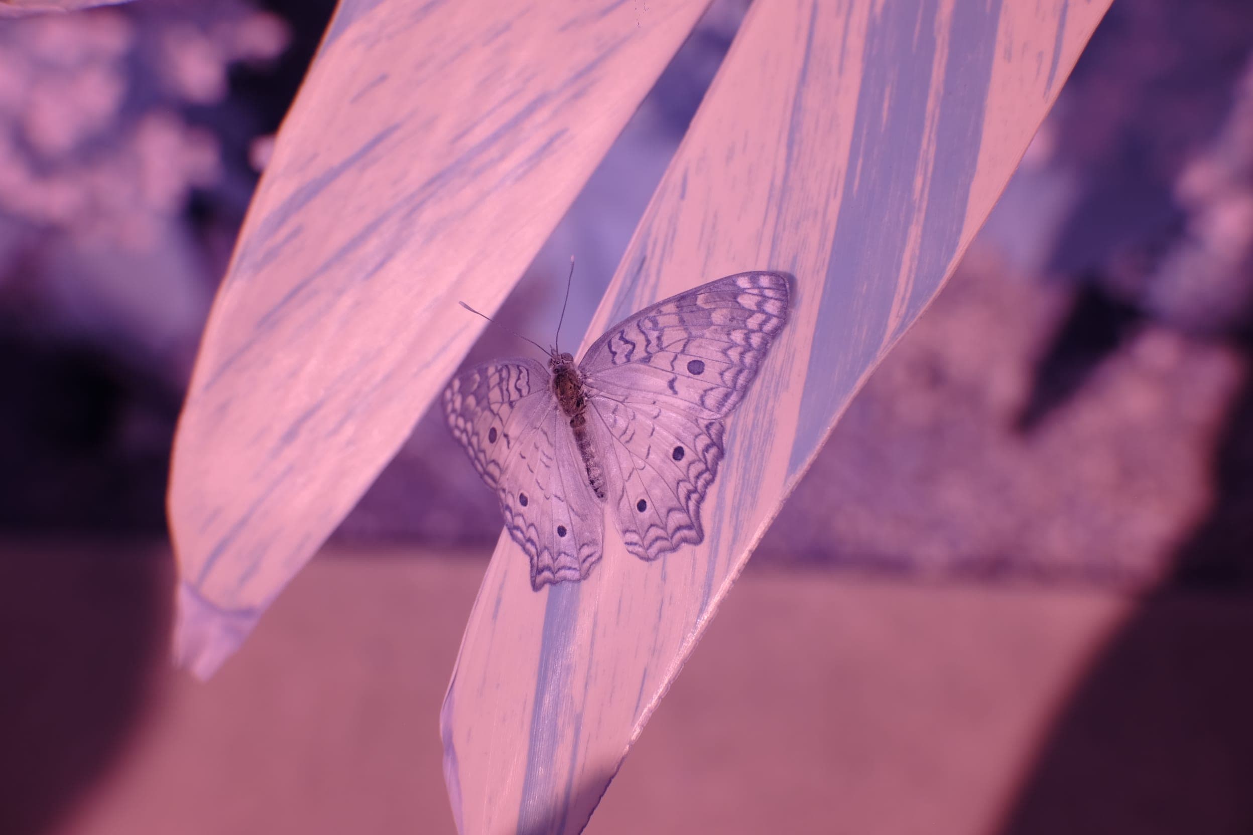 Near-infrared photograph from the Southwest series — description pending curation