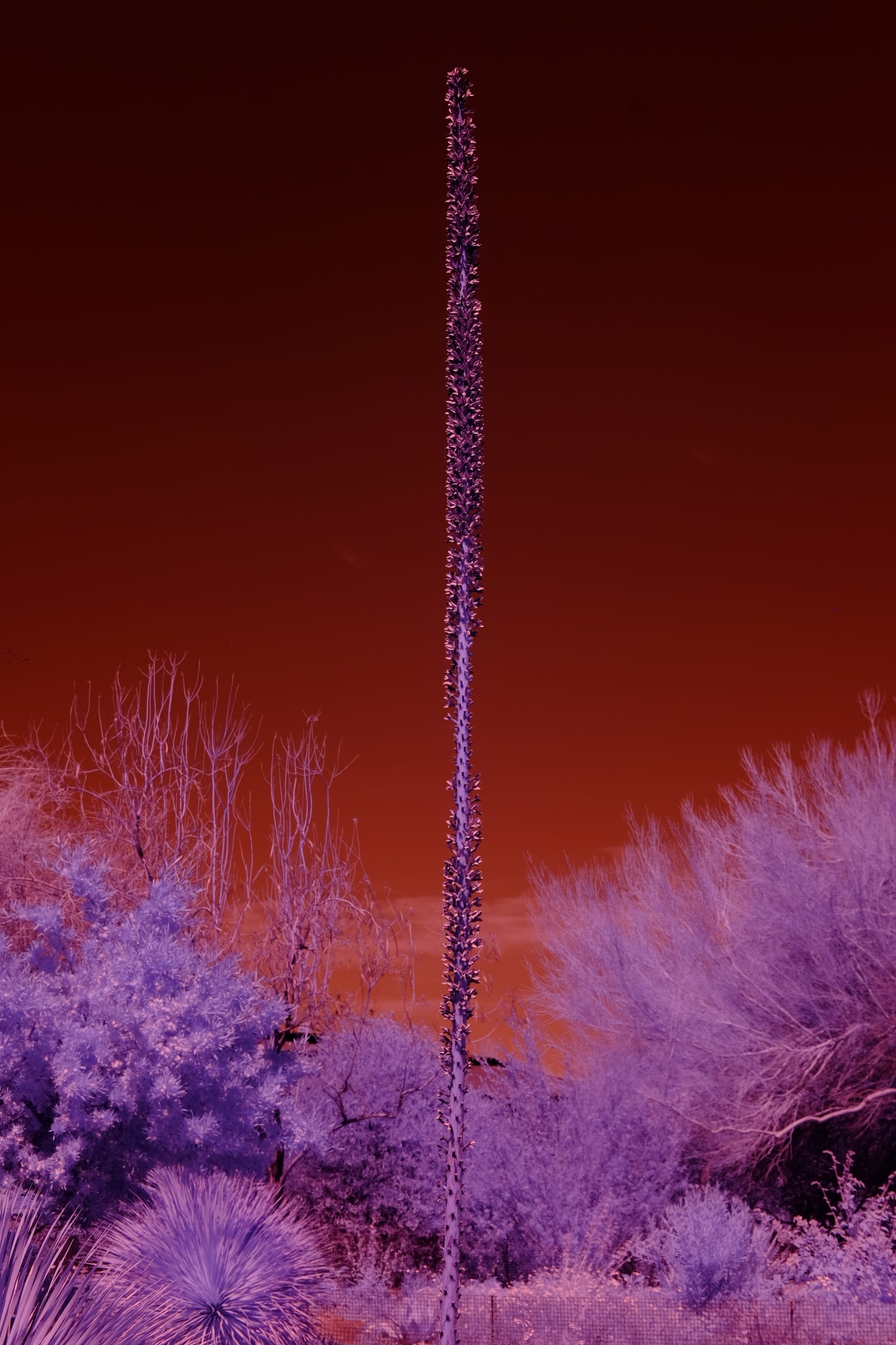 Near-infrared photograph from the Southwest series — description pending curation