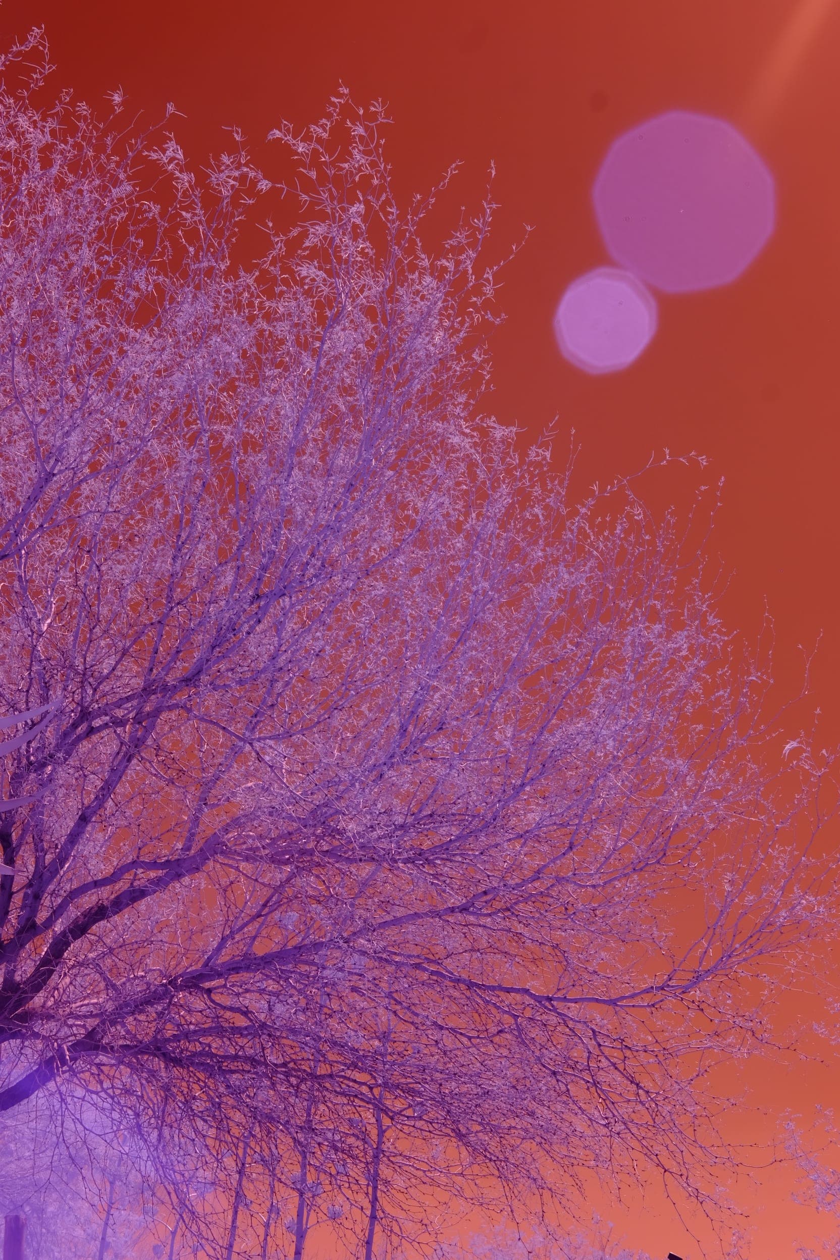 Near-infrared photograph from the Southwest series — description pending curation