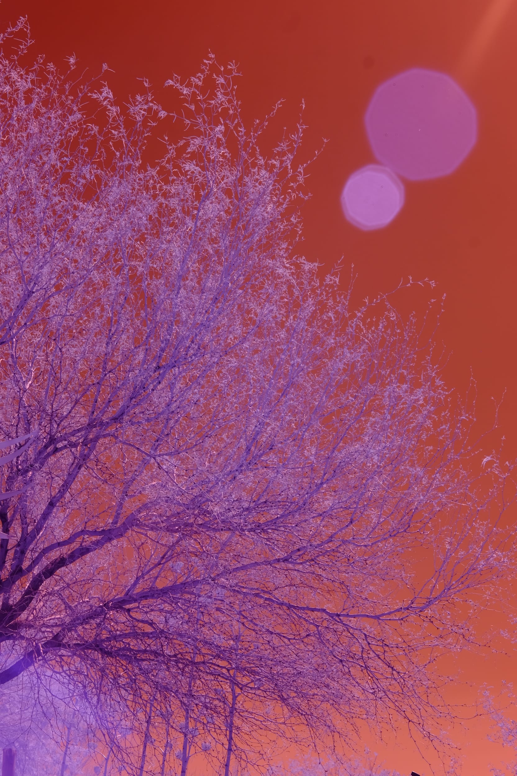 Near-infrared photograph from the Southwest series — description pending curation