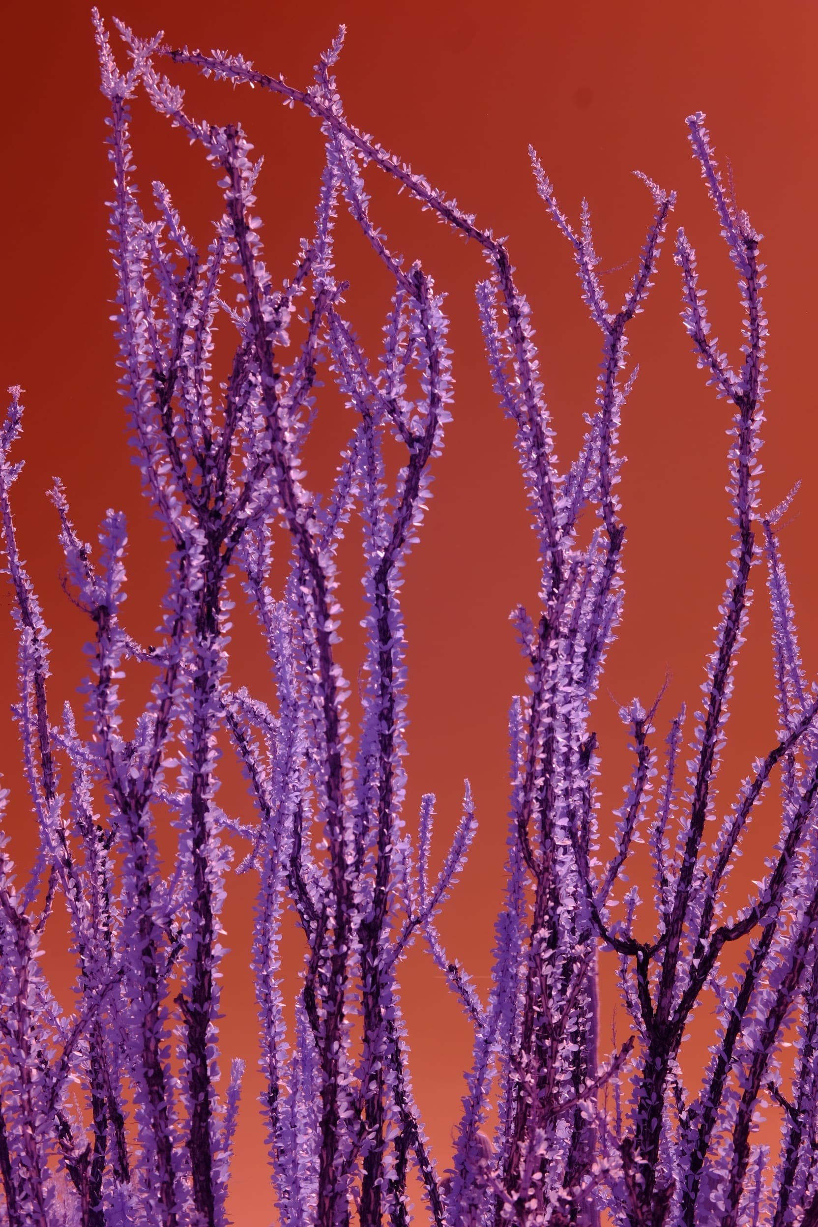 Near-infrared photograph from the Southwest series — description pending curation