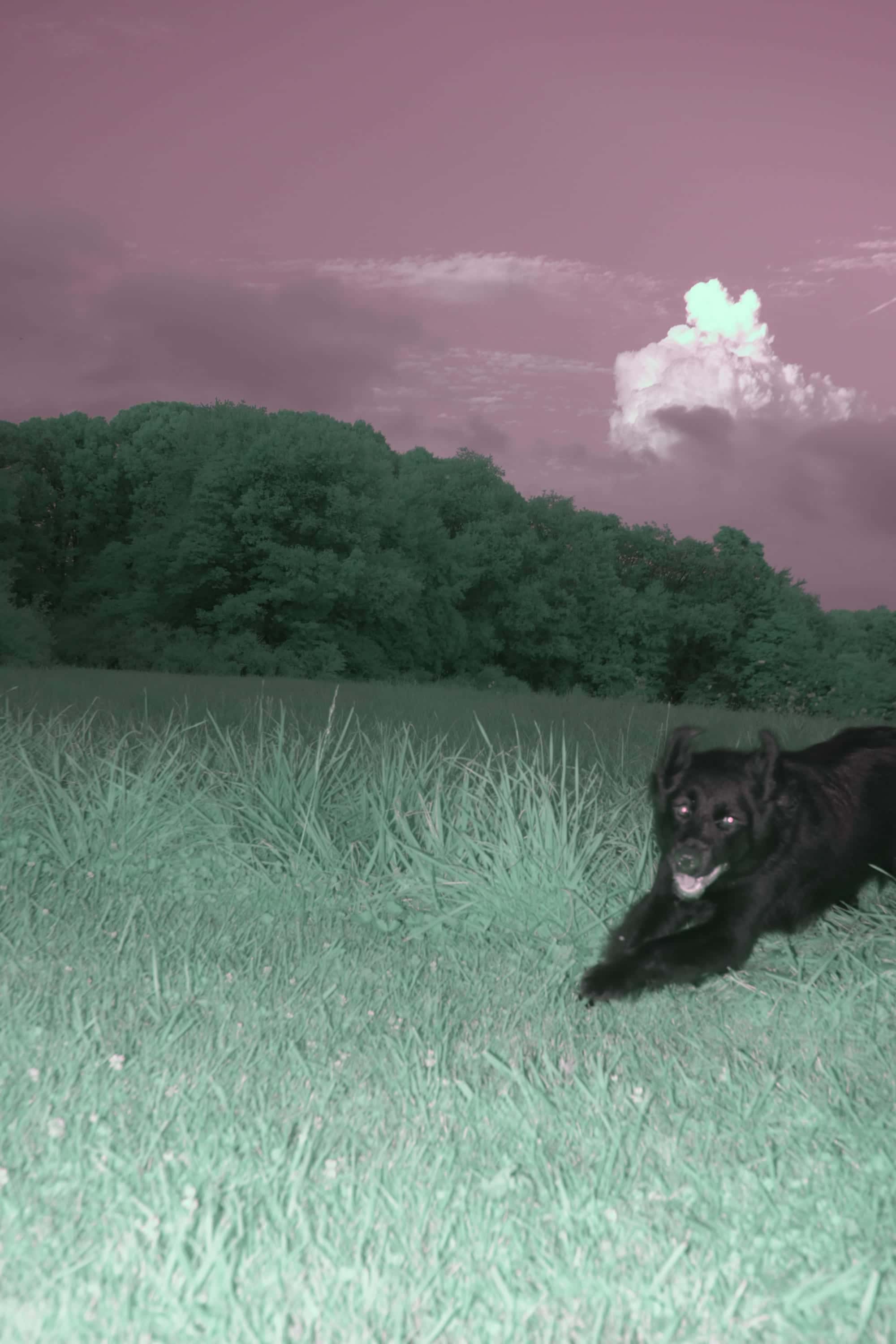Near-infrared photograph from the Take two series