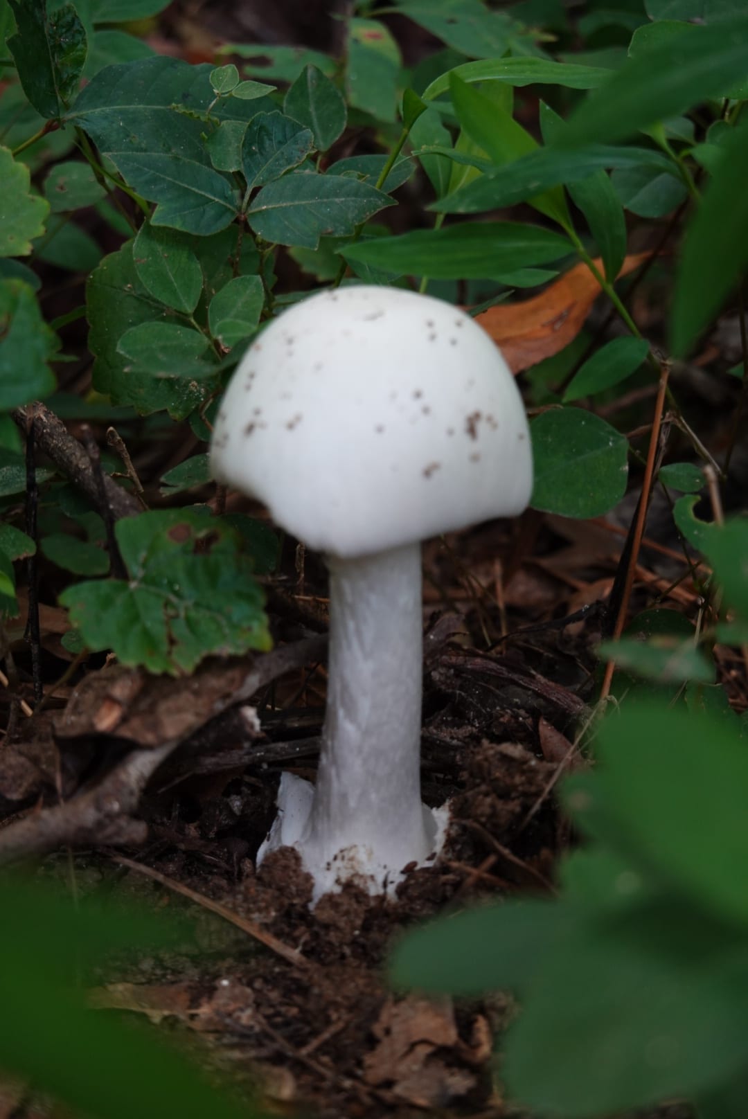 Natural-colour woodland and fungi photograph from the Woods series — description pending curation