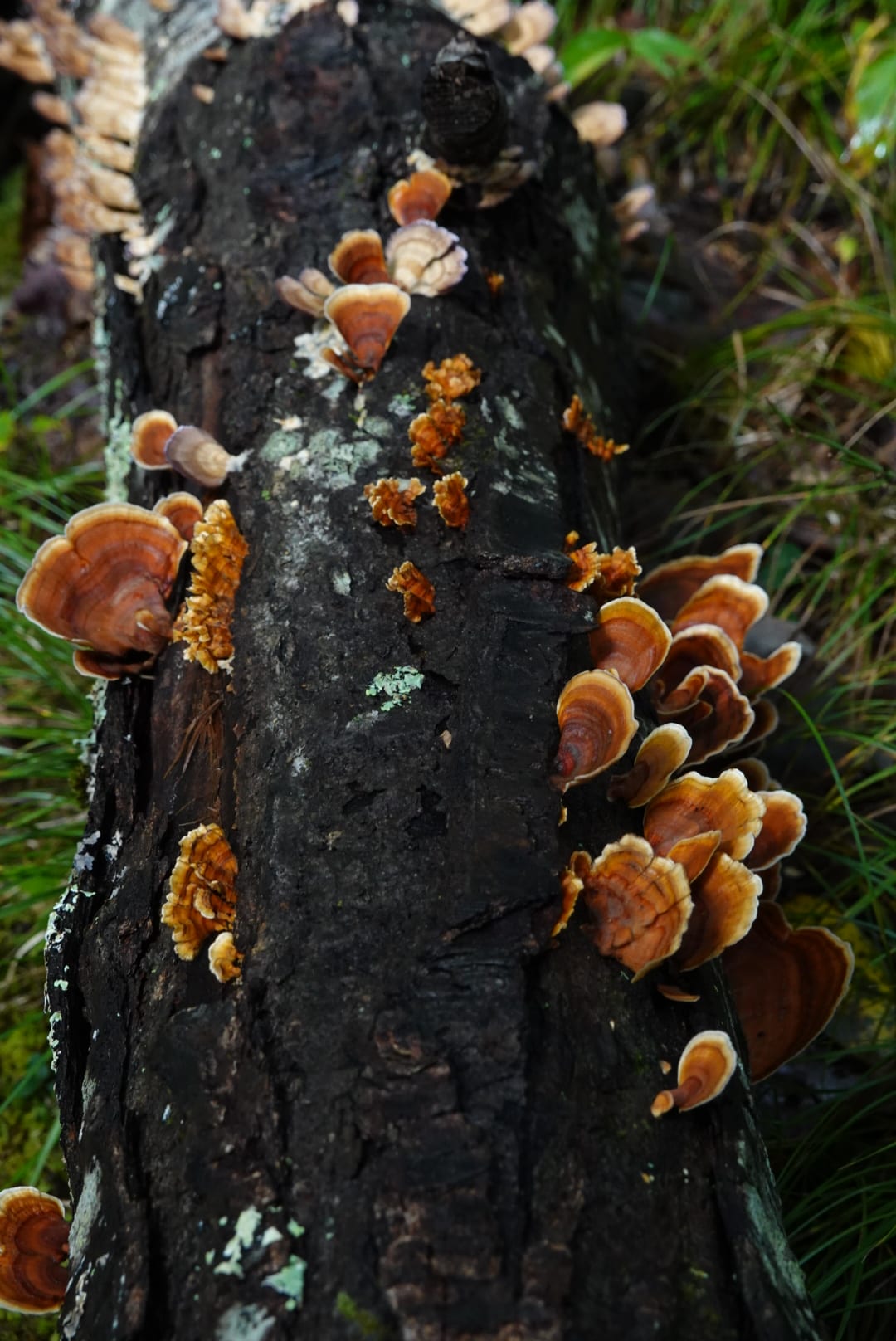 Natural-colour woodland and fungi photograph from the Woods series — description pending curation